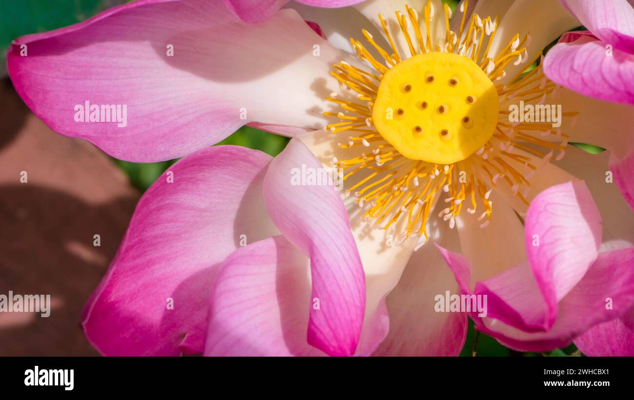 Close up of lilac lotus flower blossom. Stock Photo
