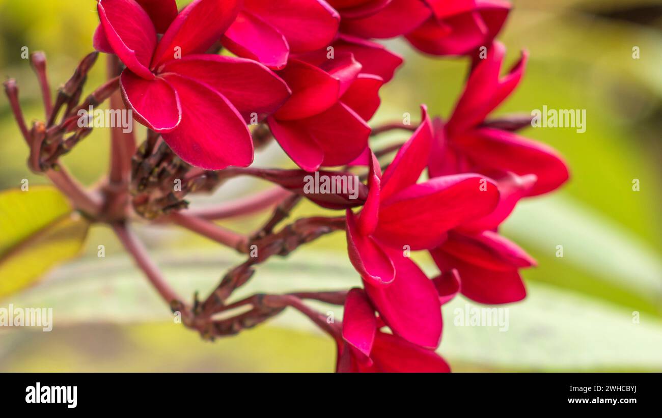 Bunch of red frangipani plumeria flowers on sunny day, close up. Stock Photo