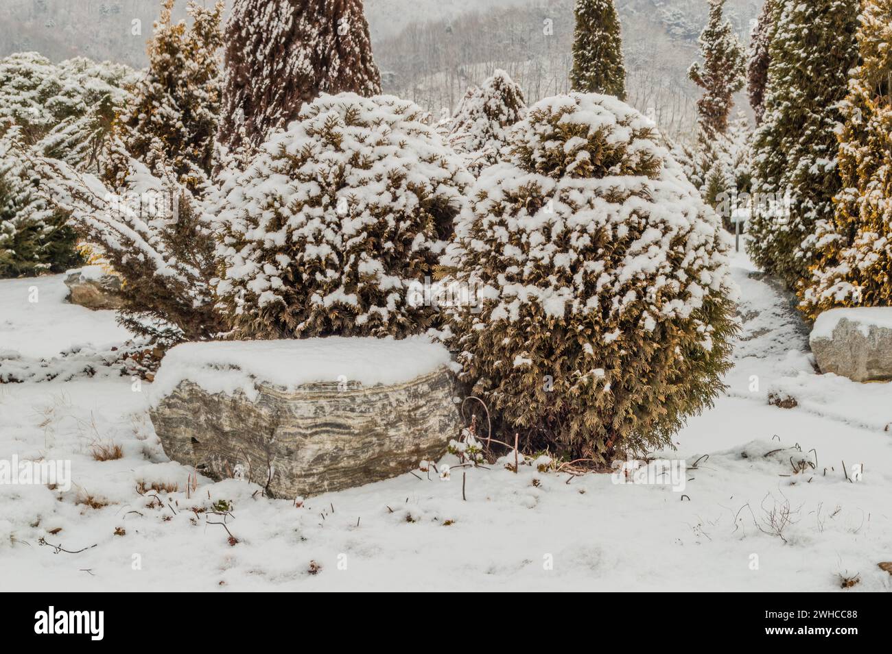 Winter landscape of beautiful evergreen trees in a public park covered ...