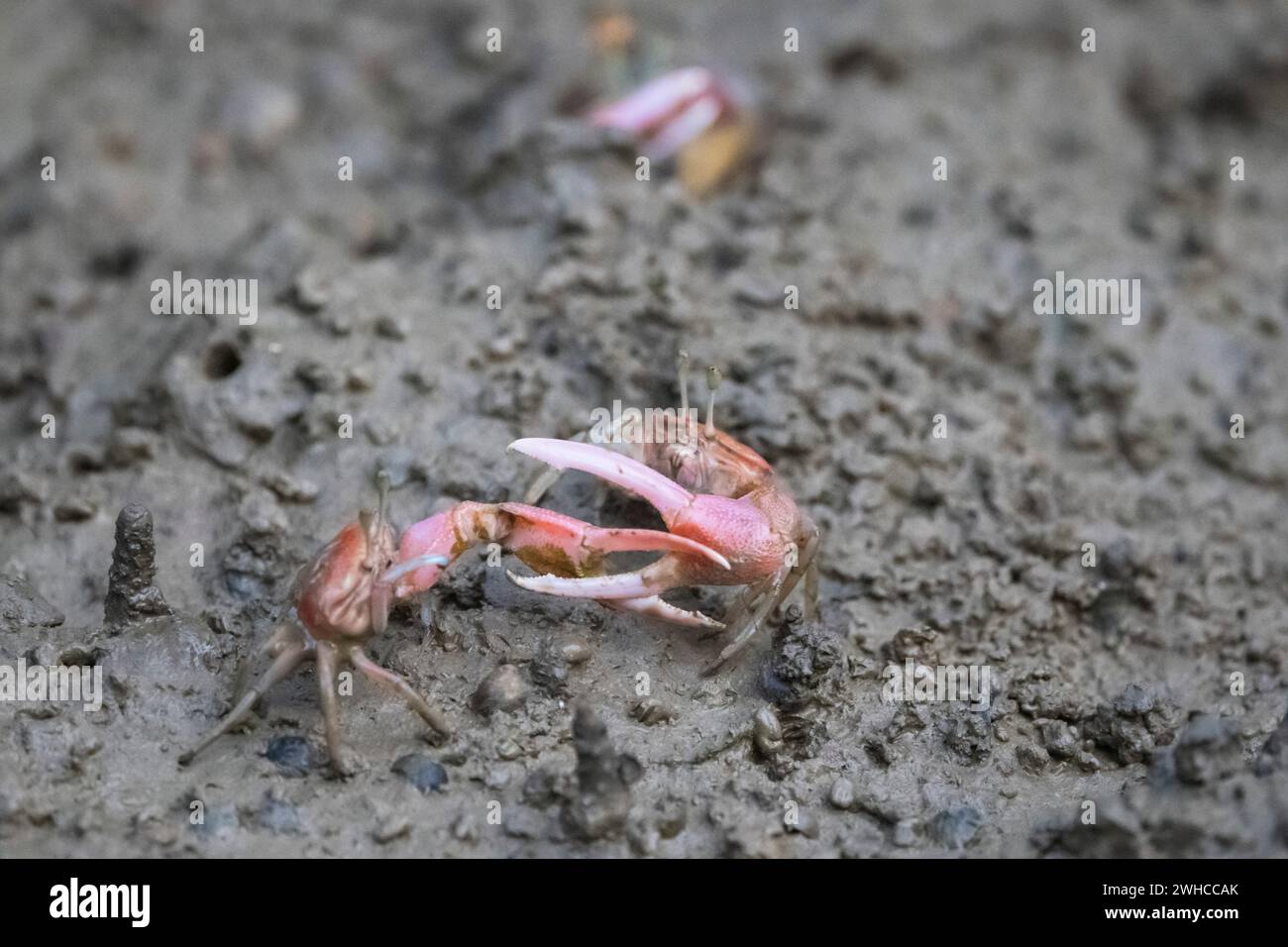Fiddler Crab, Bhitarkanika, Odisha, India Stock Photo