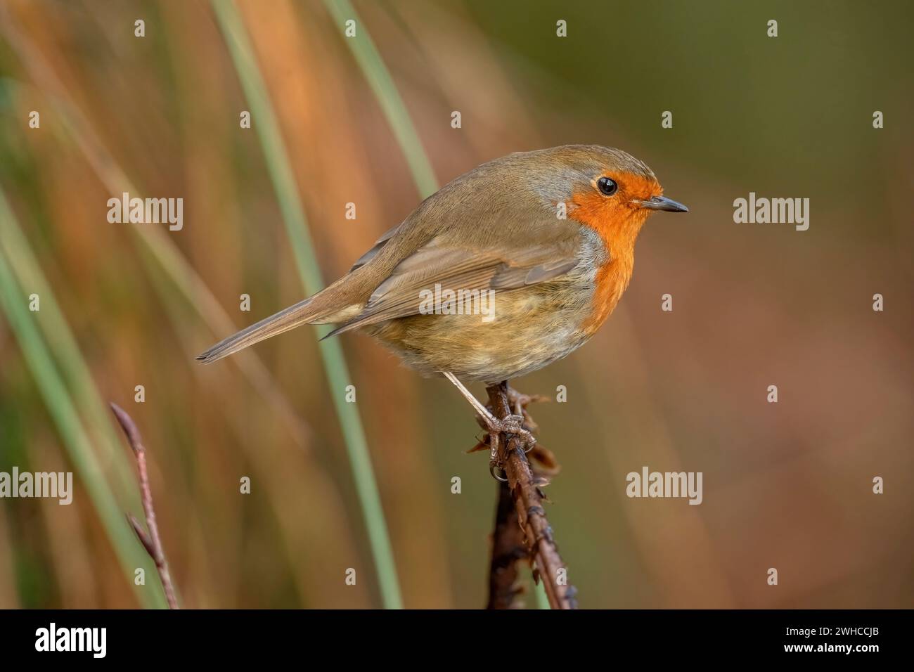 Side view of a Robin with a blurred background perched on a twig close up in a forest in Scotland uk Stock Photo