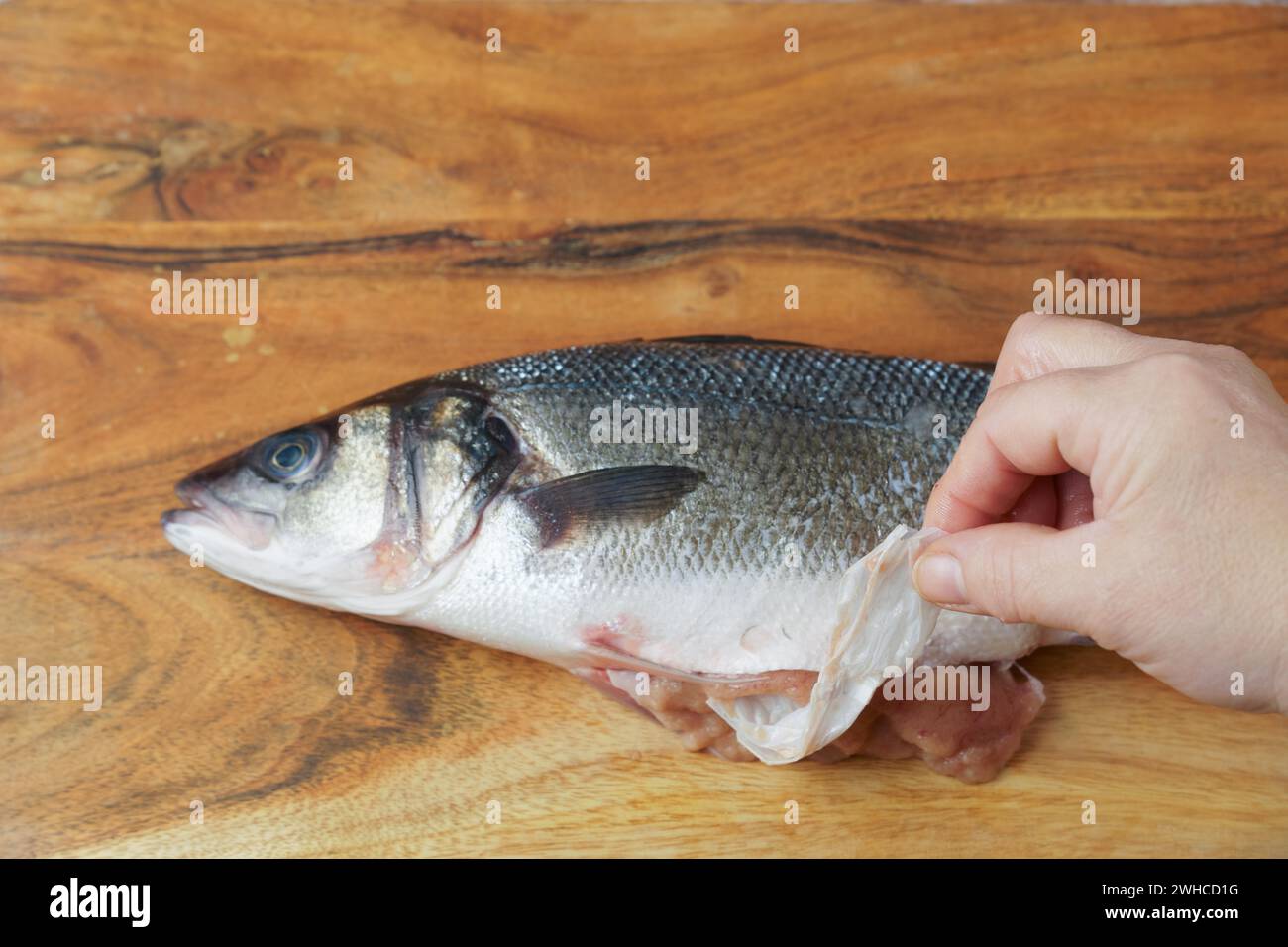 Woman removing a piece of plastic from the belly of a seabass on a wooden table, concept of plastic pollution in the sea Stock Photo