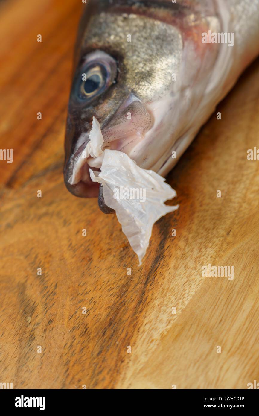 Sea bass on a wooden table with a piece of plastic coming out of its mouth, plastic pollution in the sea concept Stock Photo