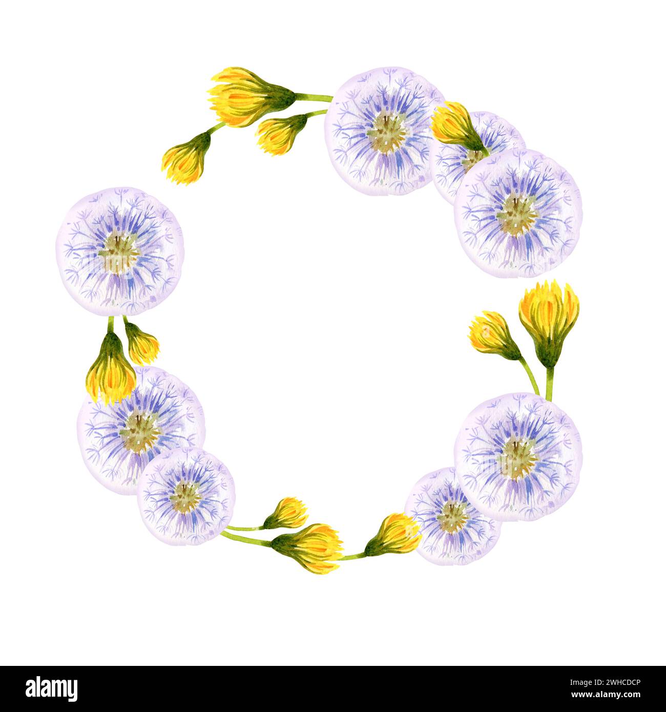 watercolor wreath with summer lilac blow ball and yellow dandelion, hand draw summer field flowers, buds and herbs, sketch of spring yellow flowers on Stock Photo