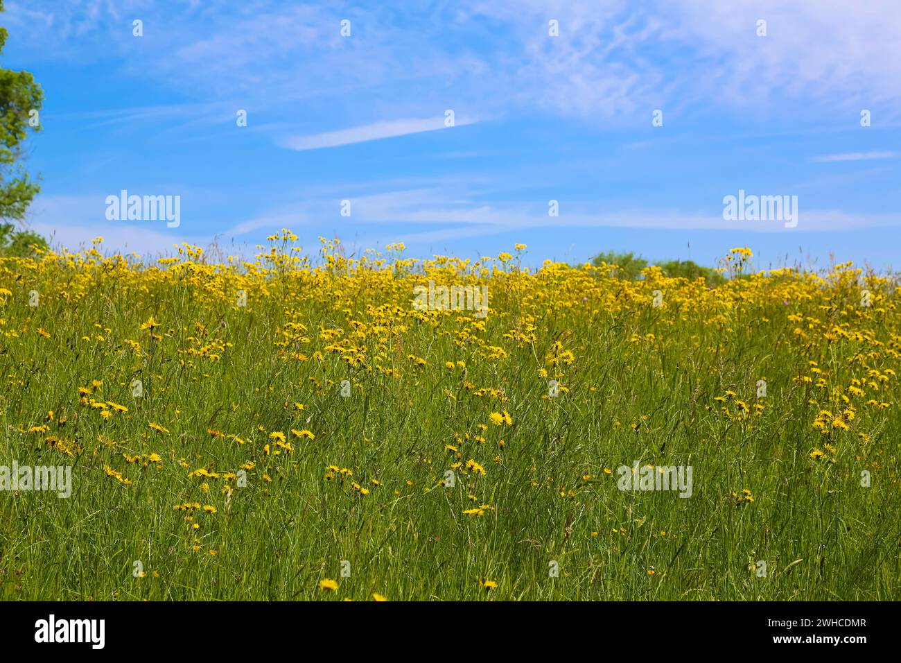 Flower meadow, landscape, yellow wildflowers, meadow hawkweed (Hieracium caespitosum), summer mood, blue sky, nature near Neidlingen, Swabian Alb Stock Photo