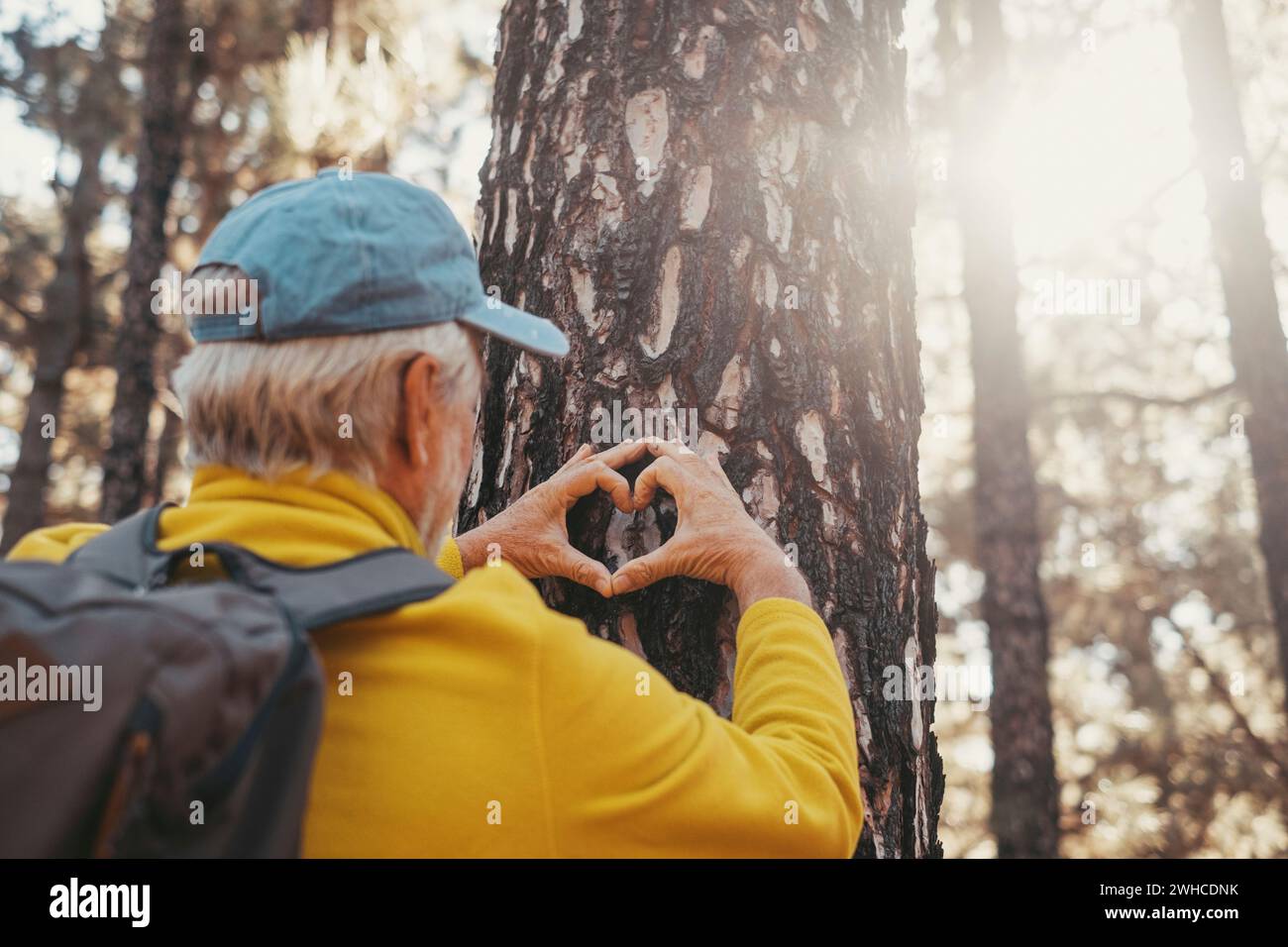 Portrait, close up of one old cute man taking care and protecting big tree in the forest of mountain in the nature. One mature person making a heart shape with hands loving nature concept. Stock Photo