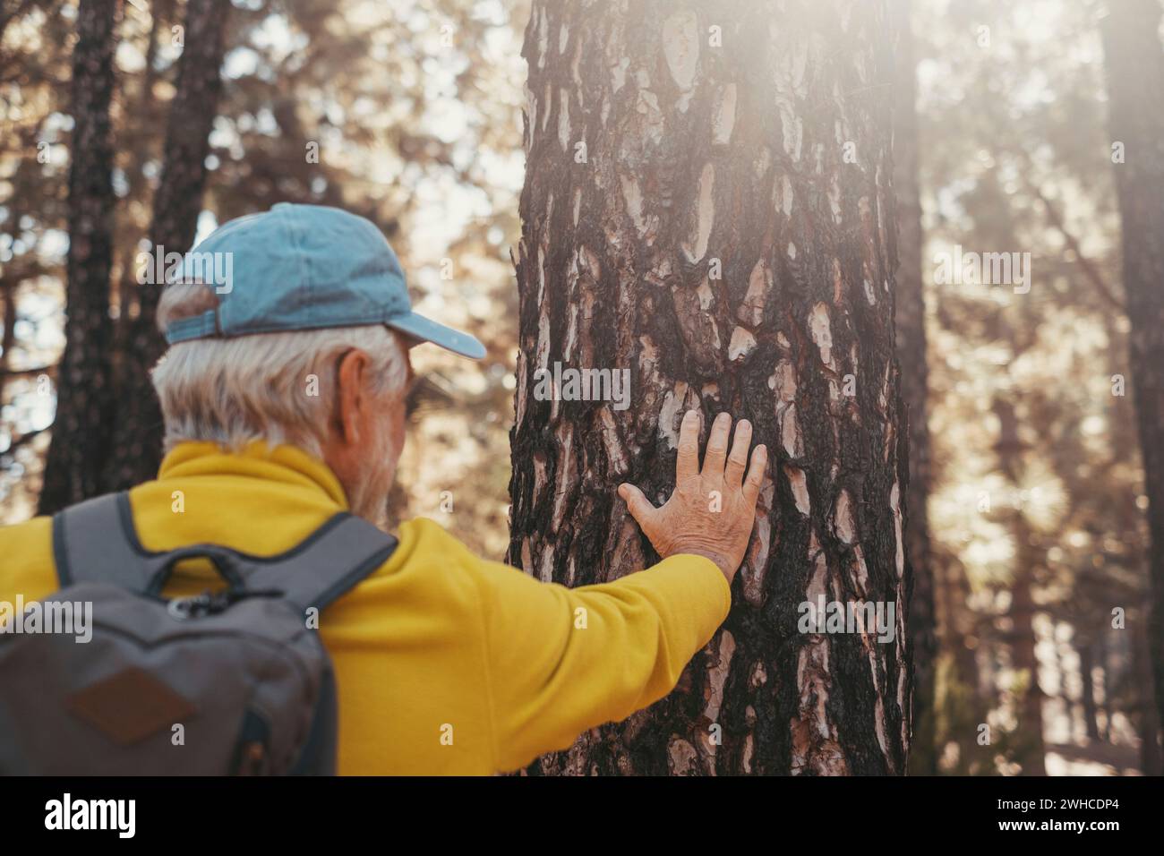 Portrait, close up of one old cute man touching big tree in the forest of mountain in the nature taking care. One mature person protecting taking care of nature. Stock Photo