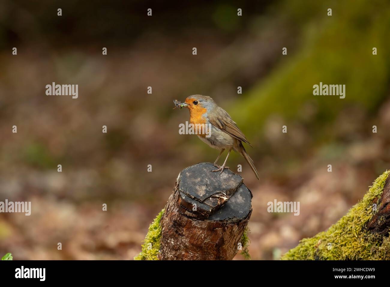 Robin eating bugs on a tree trunk, close up, in a forest, in Scotland
