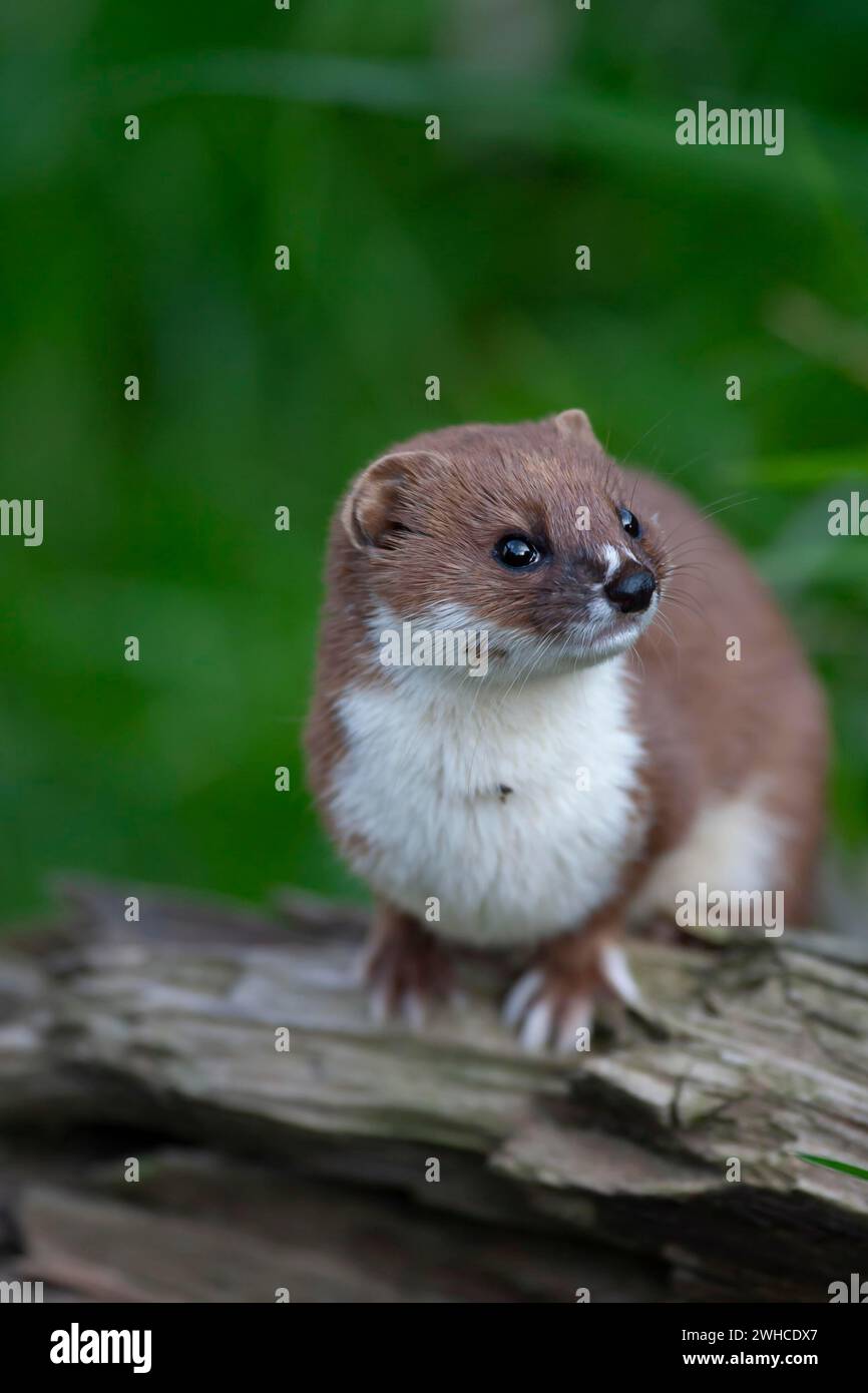 European weasel (Mustela nivalis) adult animal portrait, United Kingdom Stock Photo