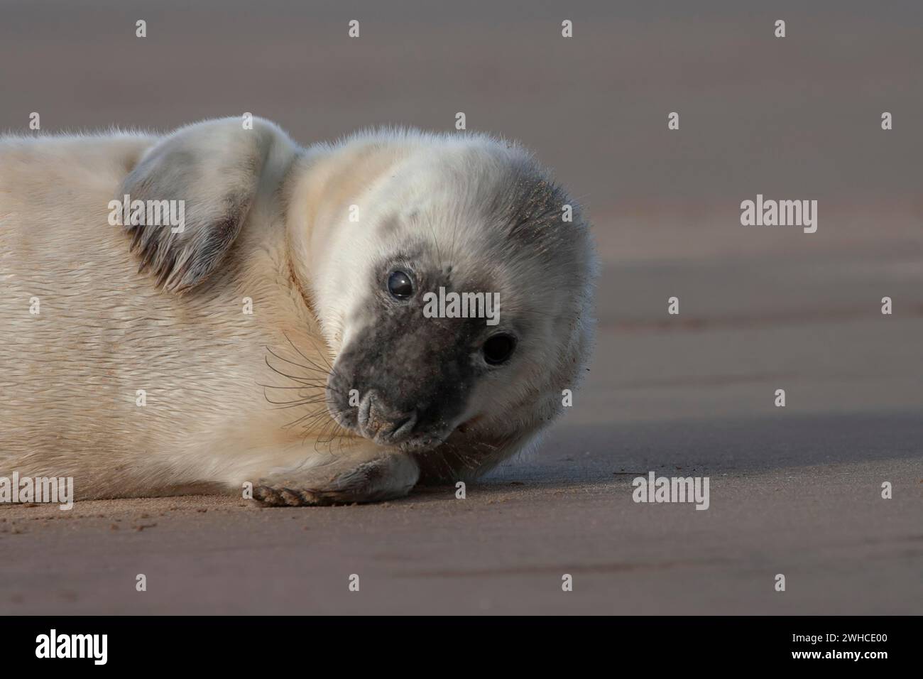 Atlantic grey seal (Halichoerus grypus) juvenile baby pup animal ...
