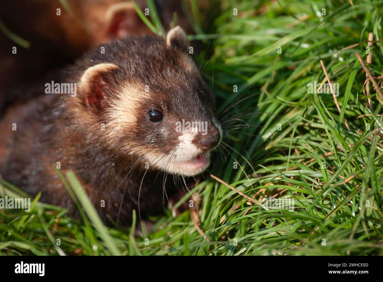 European polecat (Mustela putorius) adult animal in grassland, United ...