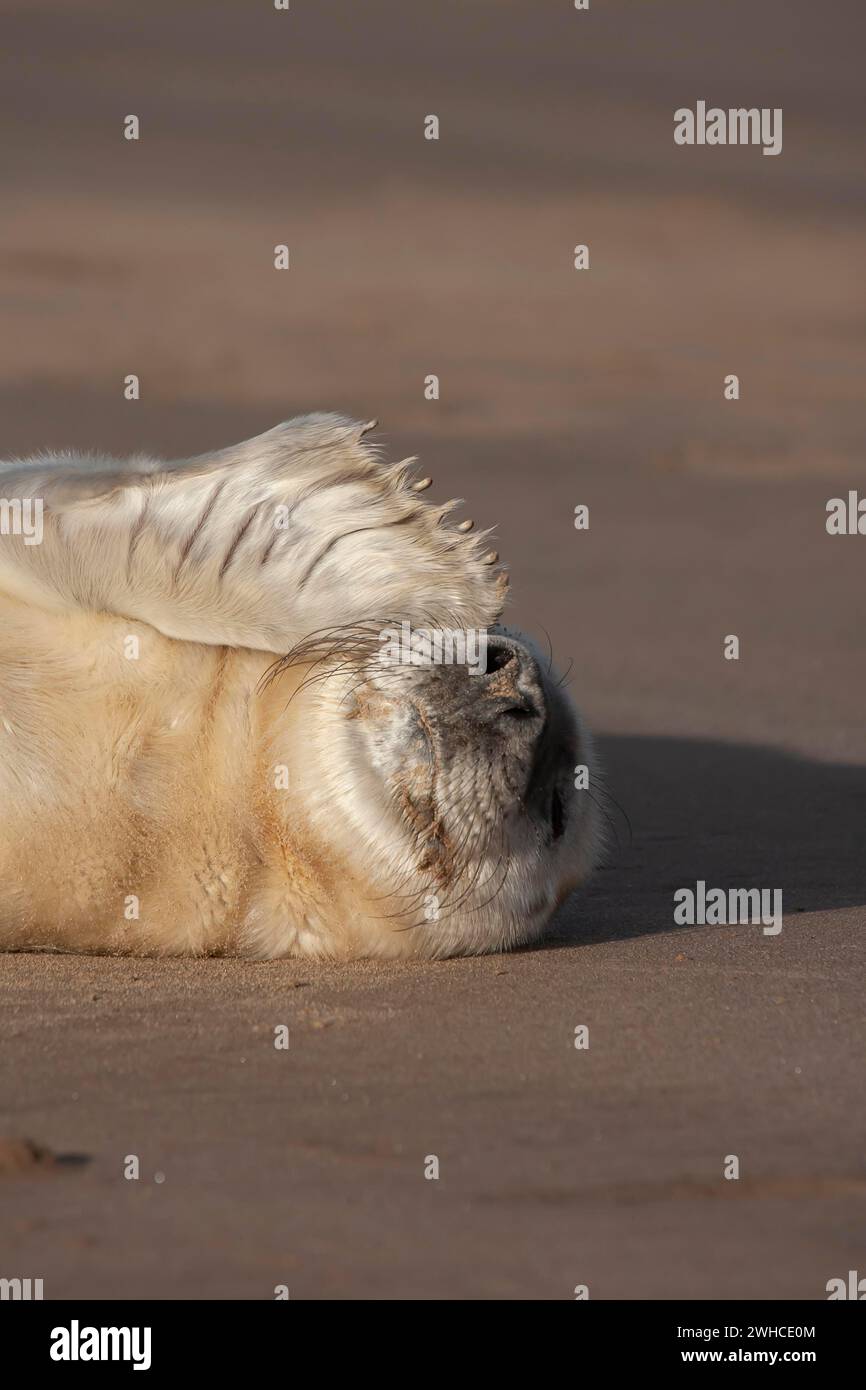 Atlantic grey seal (Halichoerus grypus) juvenile baby pup animal ...