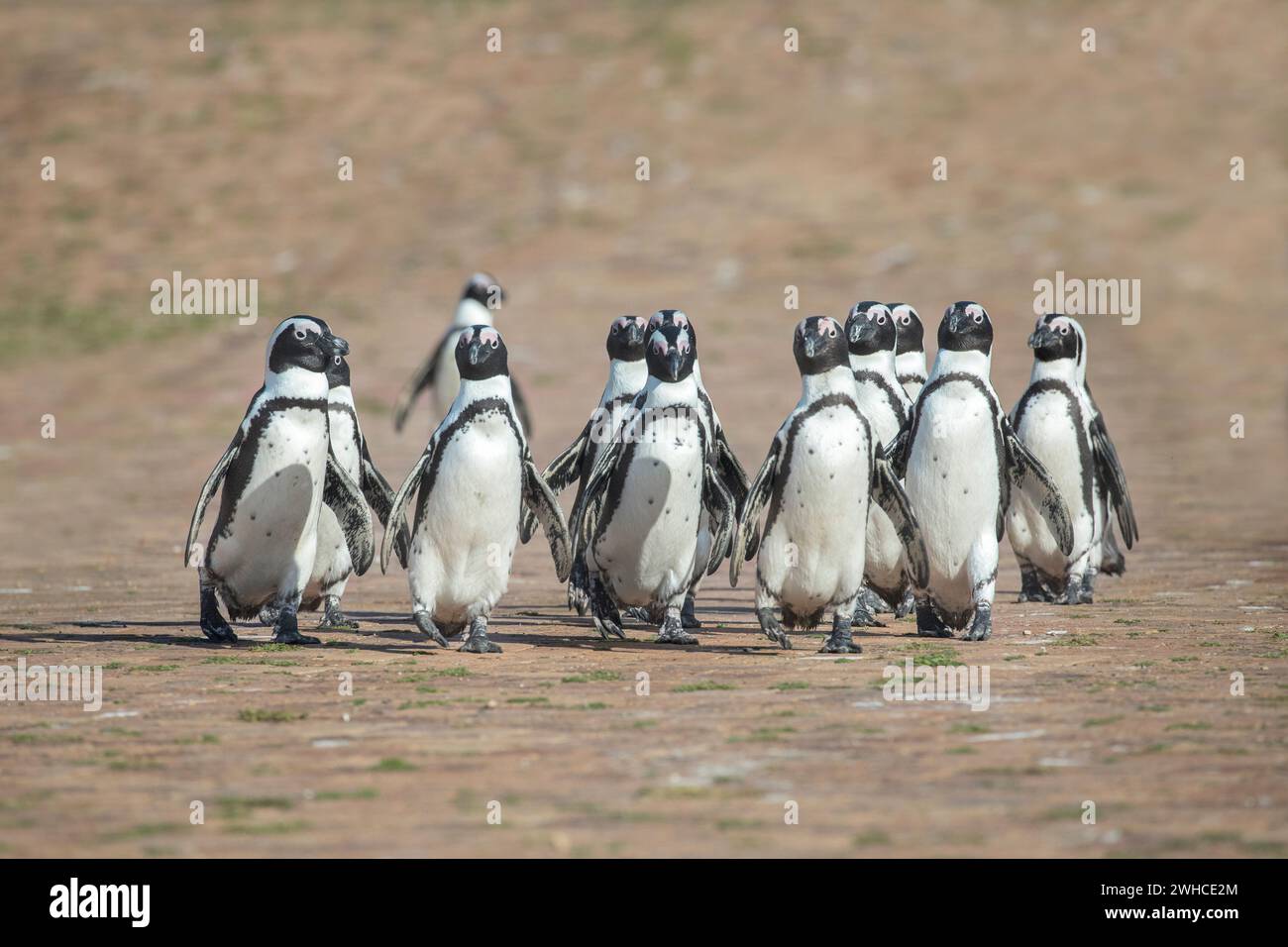 Africa, African Penguins, Spheniscus demersus, endangered species, IUCN Red List, Overberg, Seabird, South Africa, Stony Point Nature Reserve, Western Cape Province, Stoney Point Nature Reserve, Overstrand Stock Photo