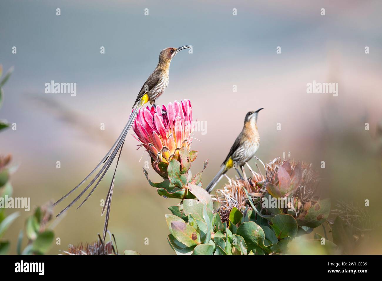 South Africa, Western Cape Province, Swartberg Pass, Cape Sugarbird, Promerops cafer, Fynbos, Sugarbush Protea, Protea repens, Endemic species to South Africa, Nature Reserve, Stock Photo