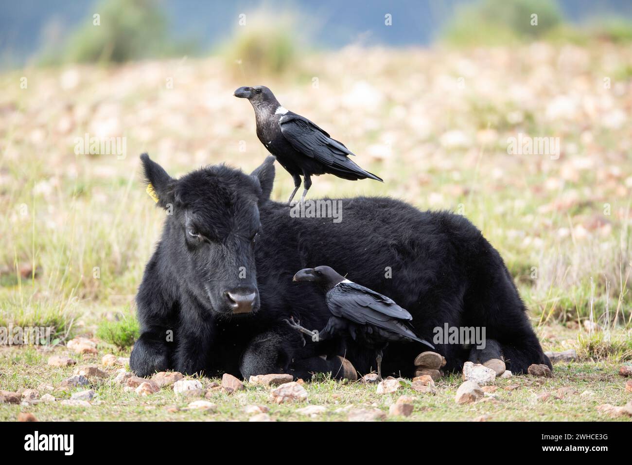 South Africa, Western Cape Province, Swartberg Pass, Domestic Cattle, Whitenecked Raven, Corvus albicollis, Nature Reserve, Symbiosis Stock Photo