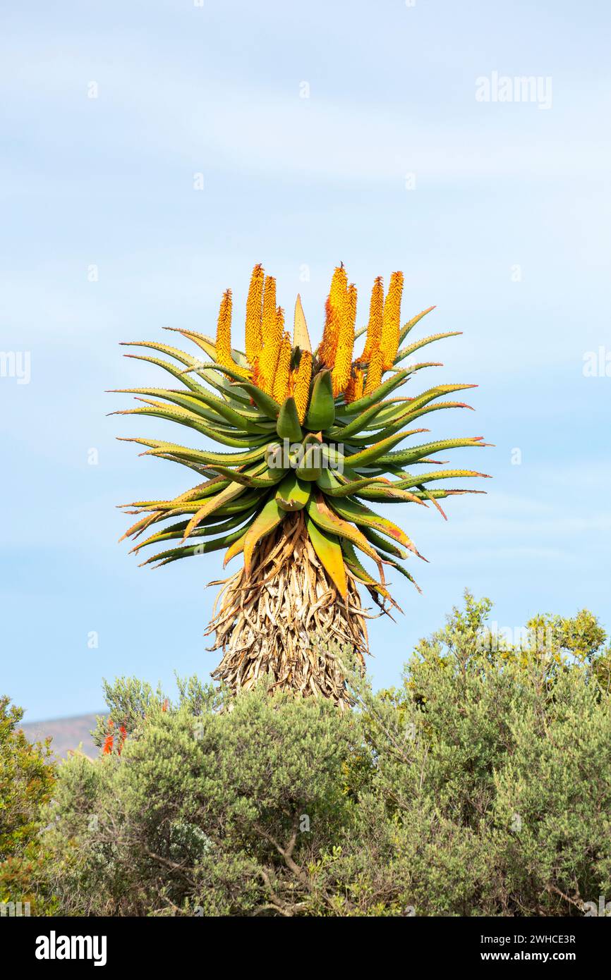 South Africa, Western Cape Province, Swartberg Pass, Bitter Aloe, Aloe ferox, Nature Reserve Stock Photo