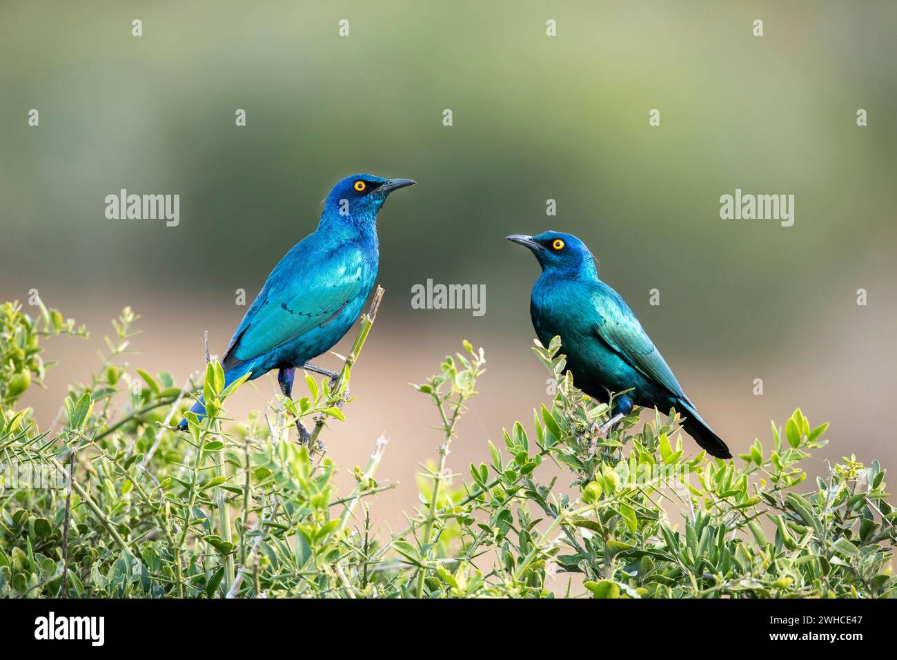 Cape Glossy Starling, Addo Elephant National Park, South Africa Stock Photo