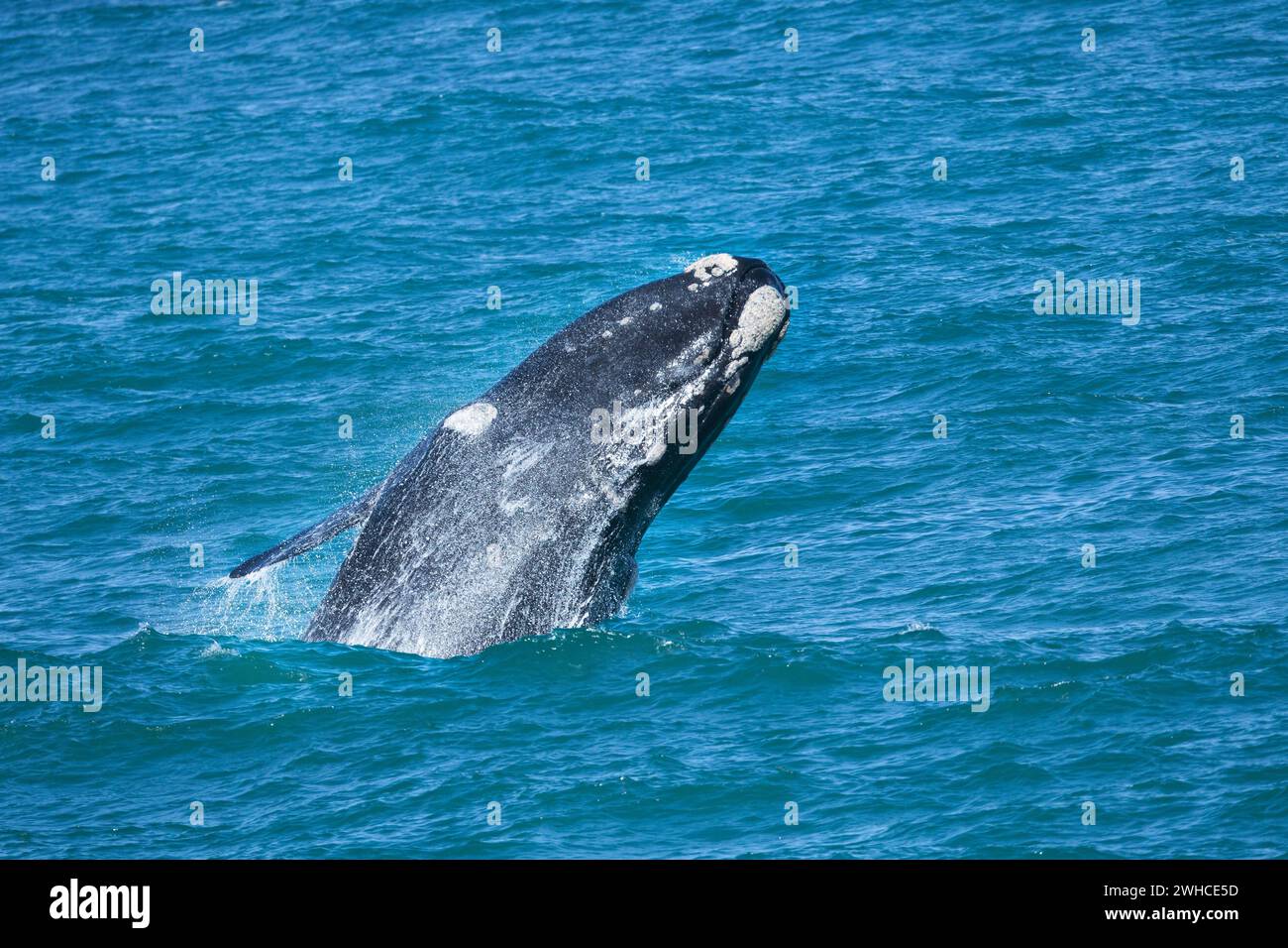 South Africa, Western Cape Province, Overstrand, Southern Right Whale, Eubalaena australis, Ocean, power in nature, breathing Stock Photo