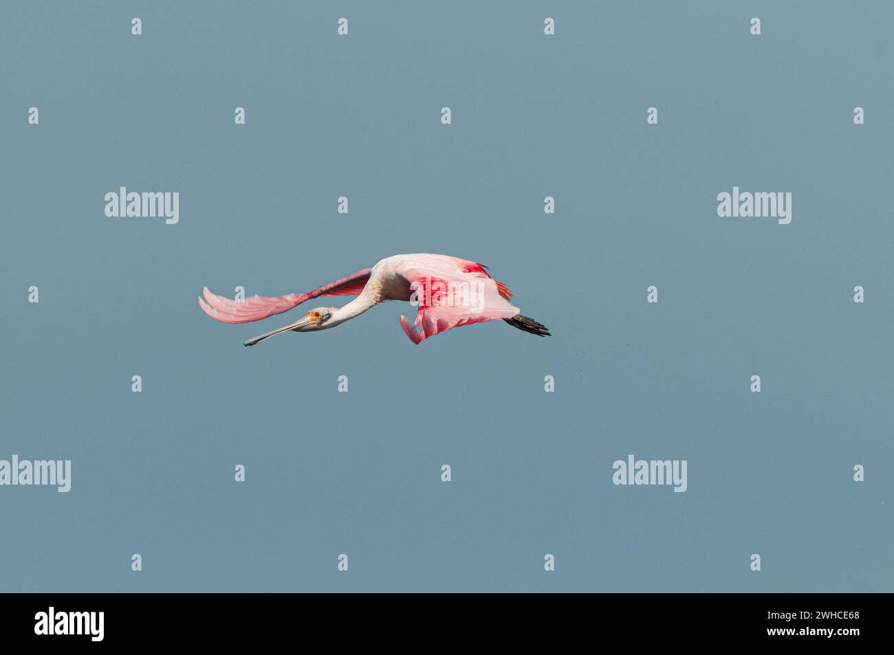 The roseate spoonbill (Platalea ajaja), known in Brazil as colhereiro ...