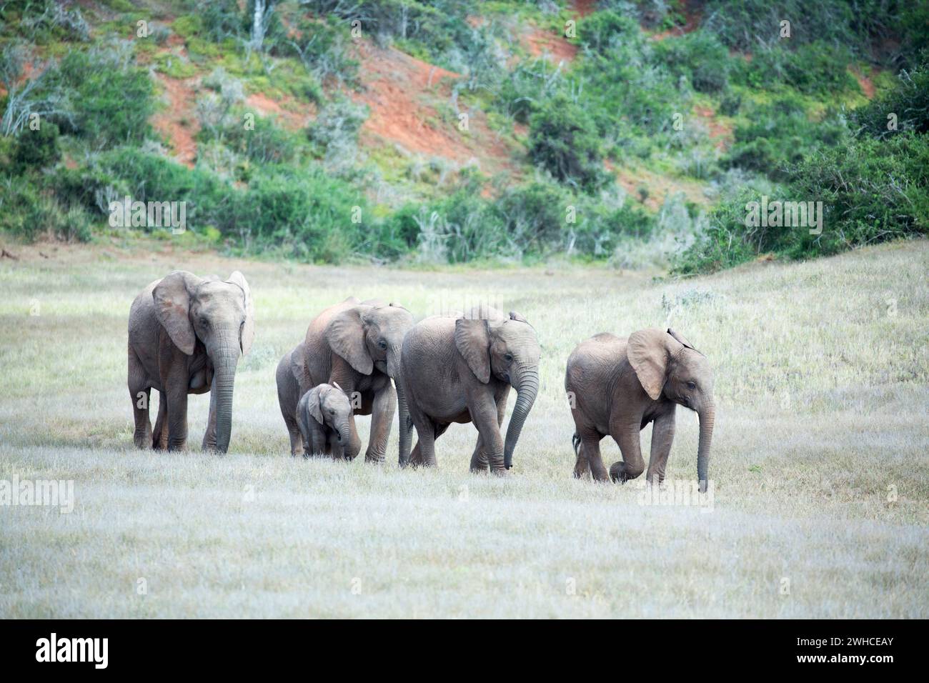 Addo Elephant National Park, Africa, Eastern Cape Province, elephants, Loxodonta africana, National Park, South Africa, bush, herd, Bushveld Stock Photo