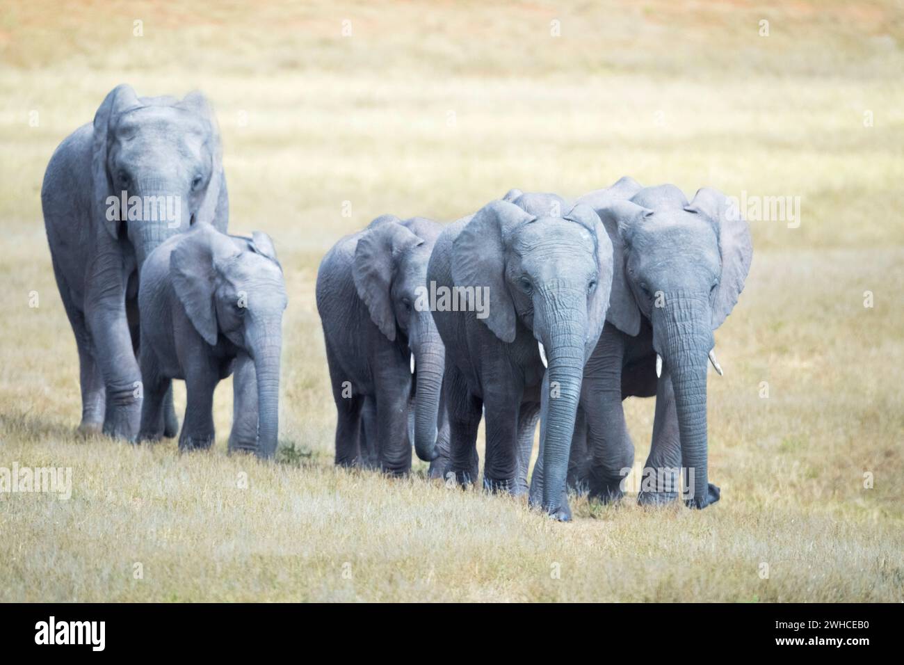 Addo Elephant National Park, Africa, Eastern Cape Province, elephants, Loxodonta africana, National Park, South Africa, bush, herd, Bushveld Stock Photo