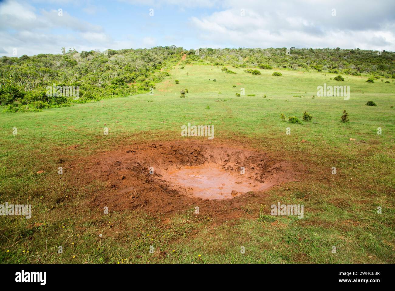 Addo Elephant National Park, Africa, Eastern Cape Province, Mud Wallow, South Africa, bush, National Park, nature, Mudbathing Stock Photo