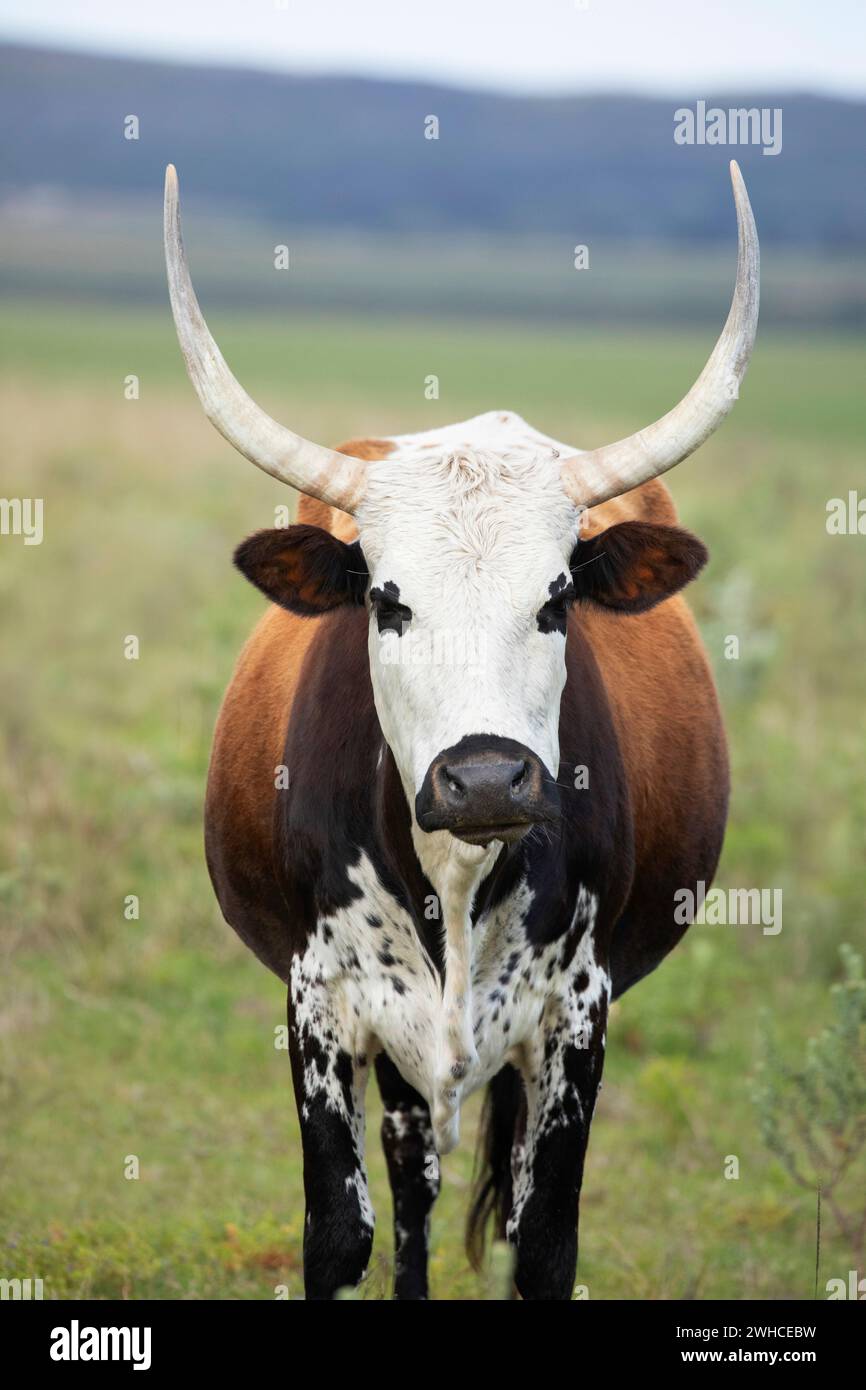 Nguni, South Africa, Western Cape Province, Overstrand, cow, cattle, domestic animal, agriculture, farm, cattle breed indigenous to Southern Africa Stock Photo