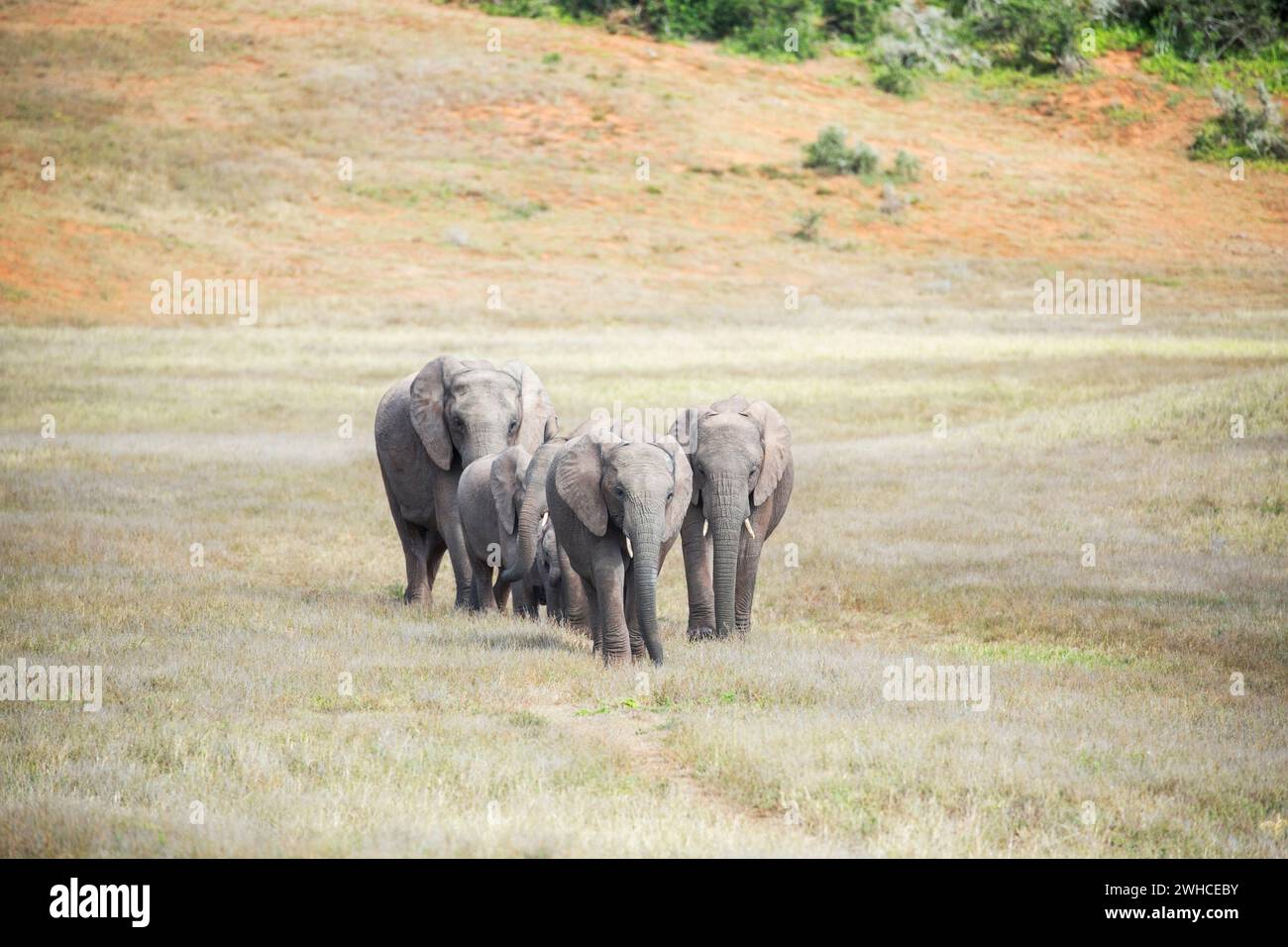 Addo Elephant National Park, Africa, young animal, Eastern Cape Province, elephants, Loxodonta africana, National Park, South Africa, bush, Bushveld Stock Photo