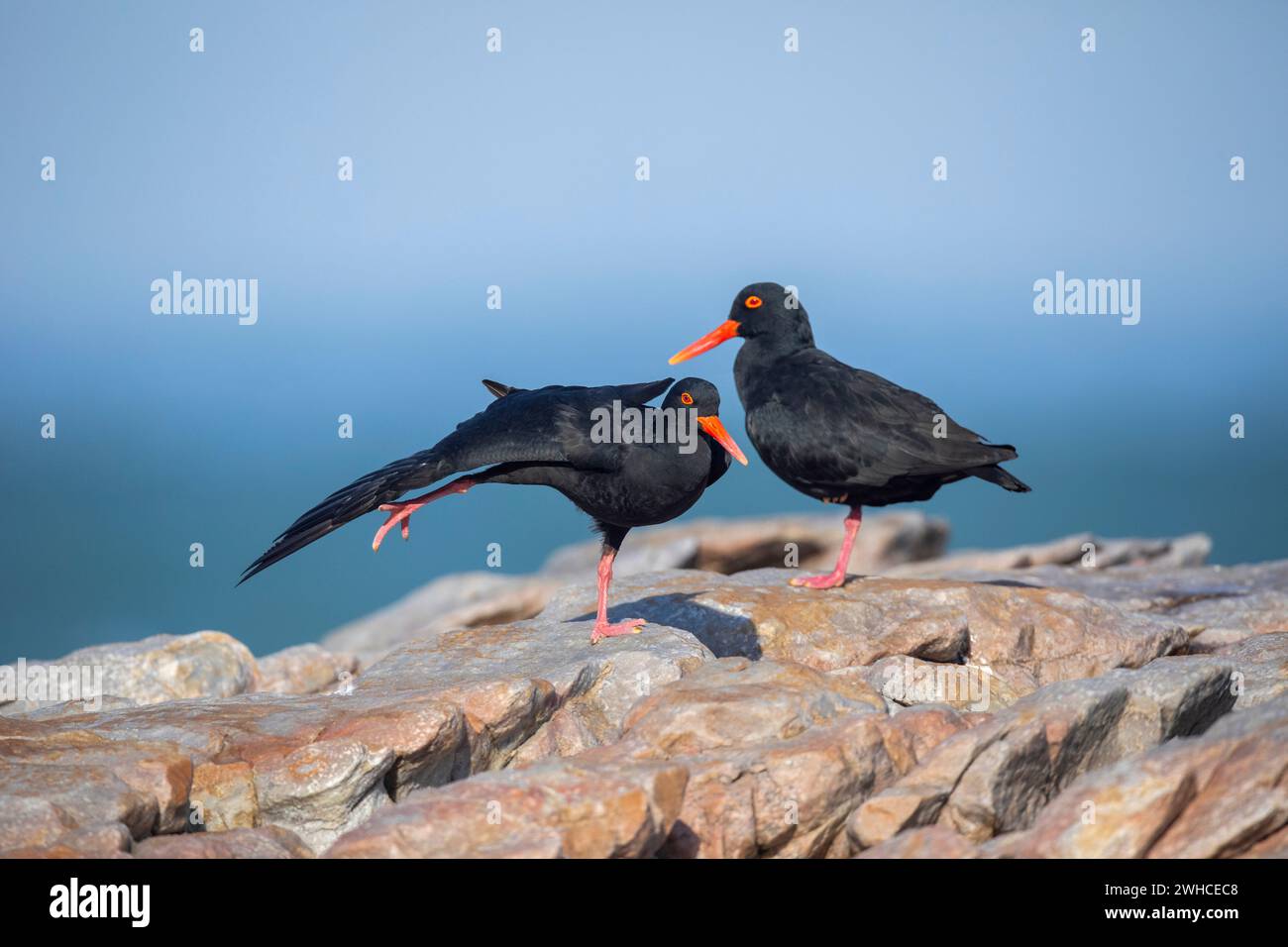 Over Strand Power South Africa, Western Cape Province, Overstrand, Black Oystercatcher ...