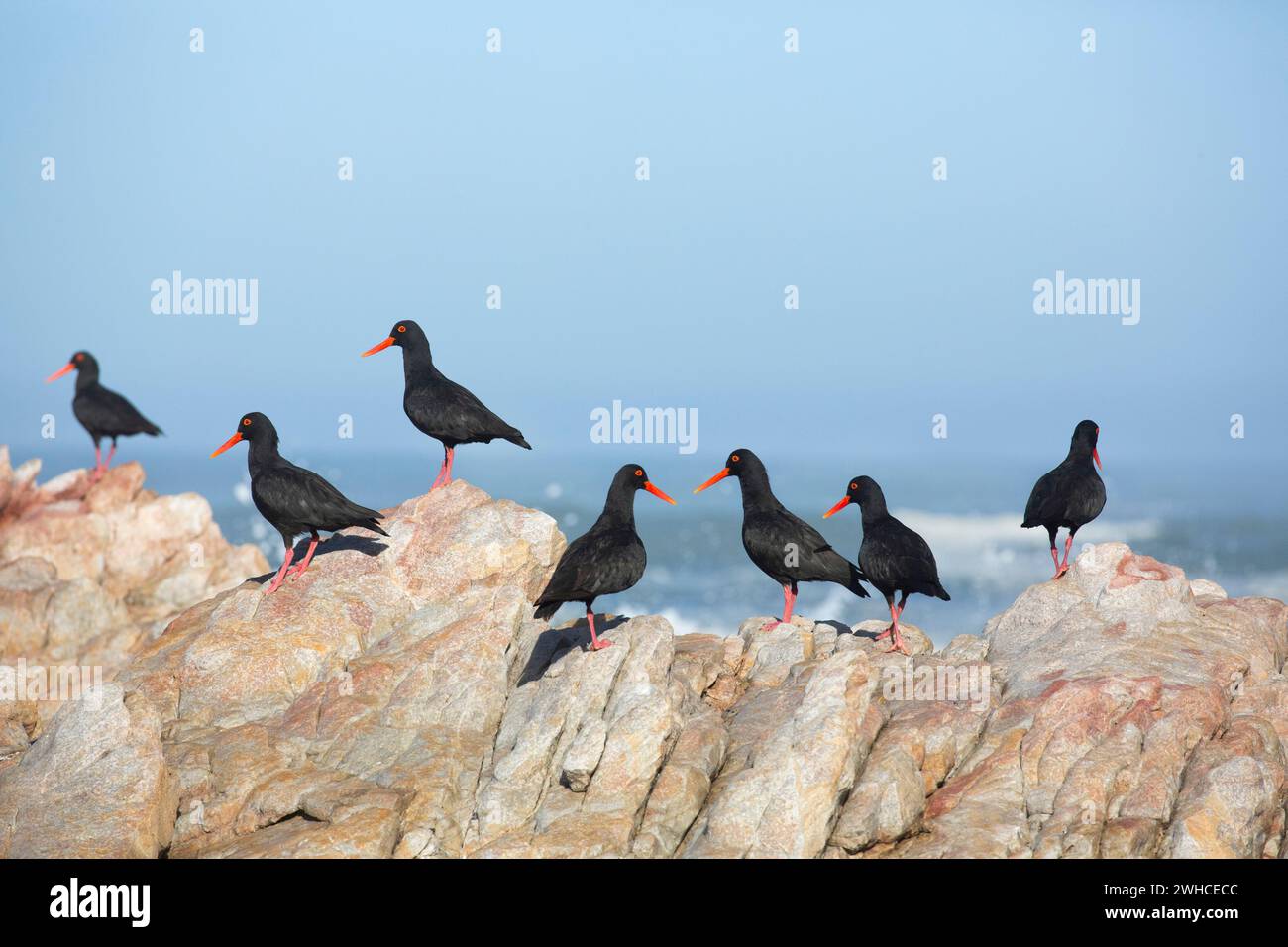 South Africa, Western Cape Province, Overstrand, Black Oystercatcher, Haematopus moquini, Ocean, power in nature, Stock Photo