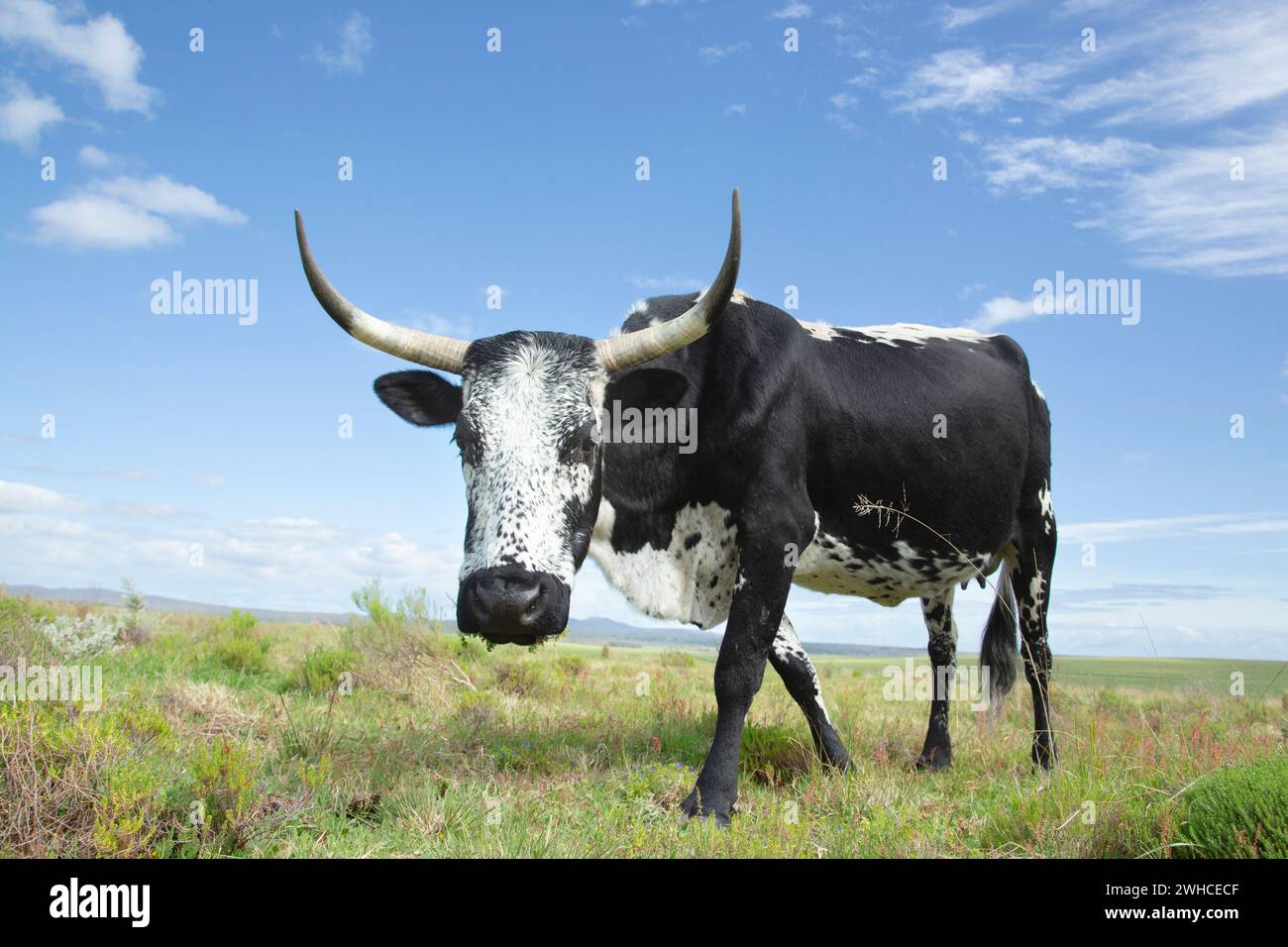 Nguni, South Africa, Western Cape Province, Overstrand, cow, cattle, domestic animal, agriculture, farm, cattle breed indigenous to Southern Africa Stock Photo