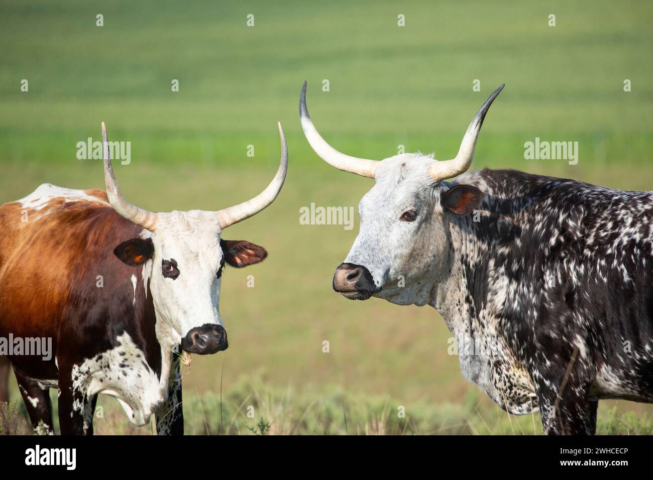 South Africa, Western Cape Province, Overstrand, cow, Nguni Cow, domestic animal, agriculture, farm, cattle breed indigenous to Southern Africa Stock Photo