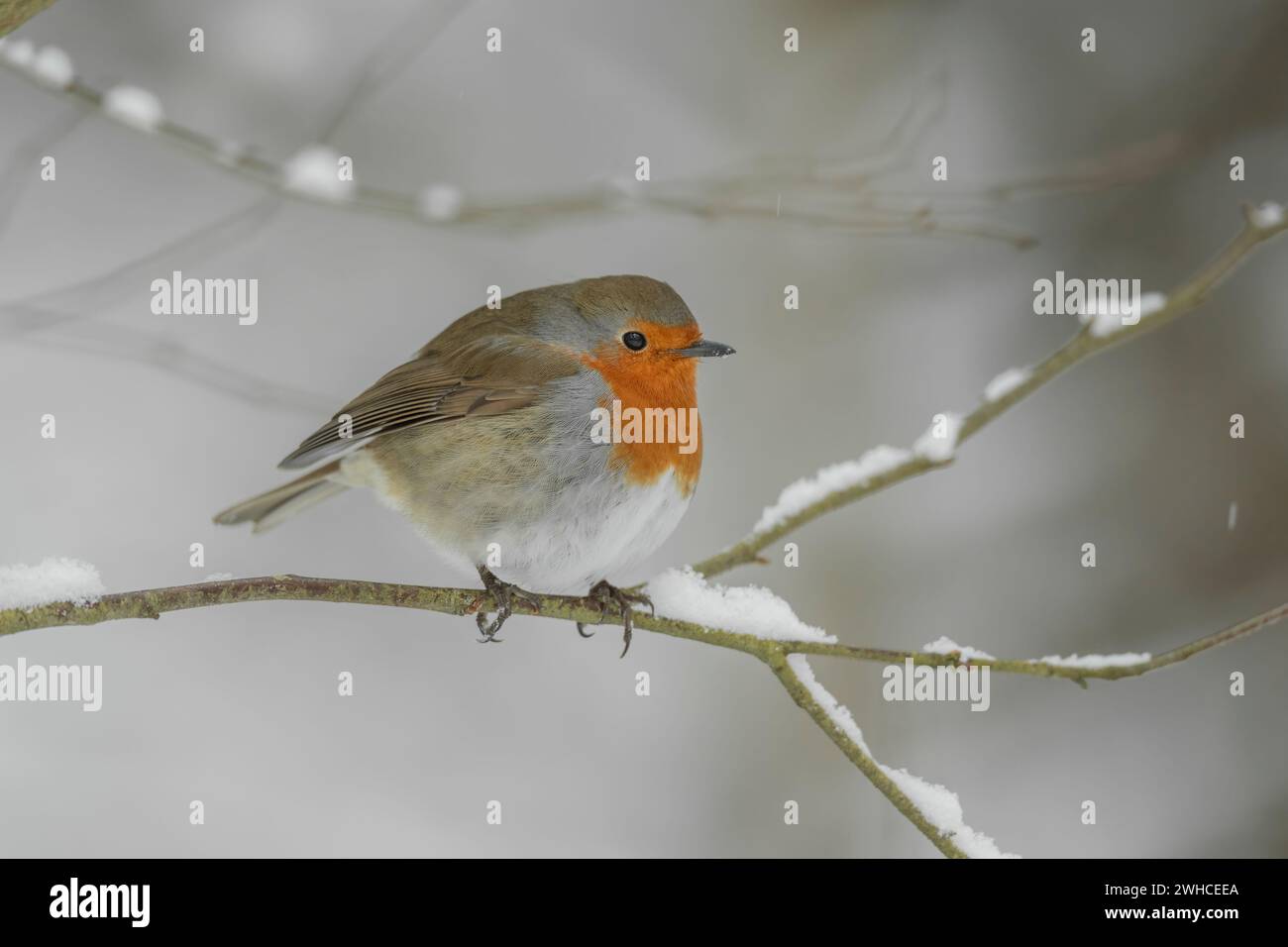 Robin perched on a snow covered branch in a forest in the winter in Scotland Stock Photo