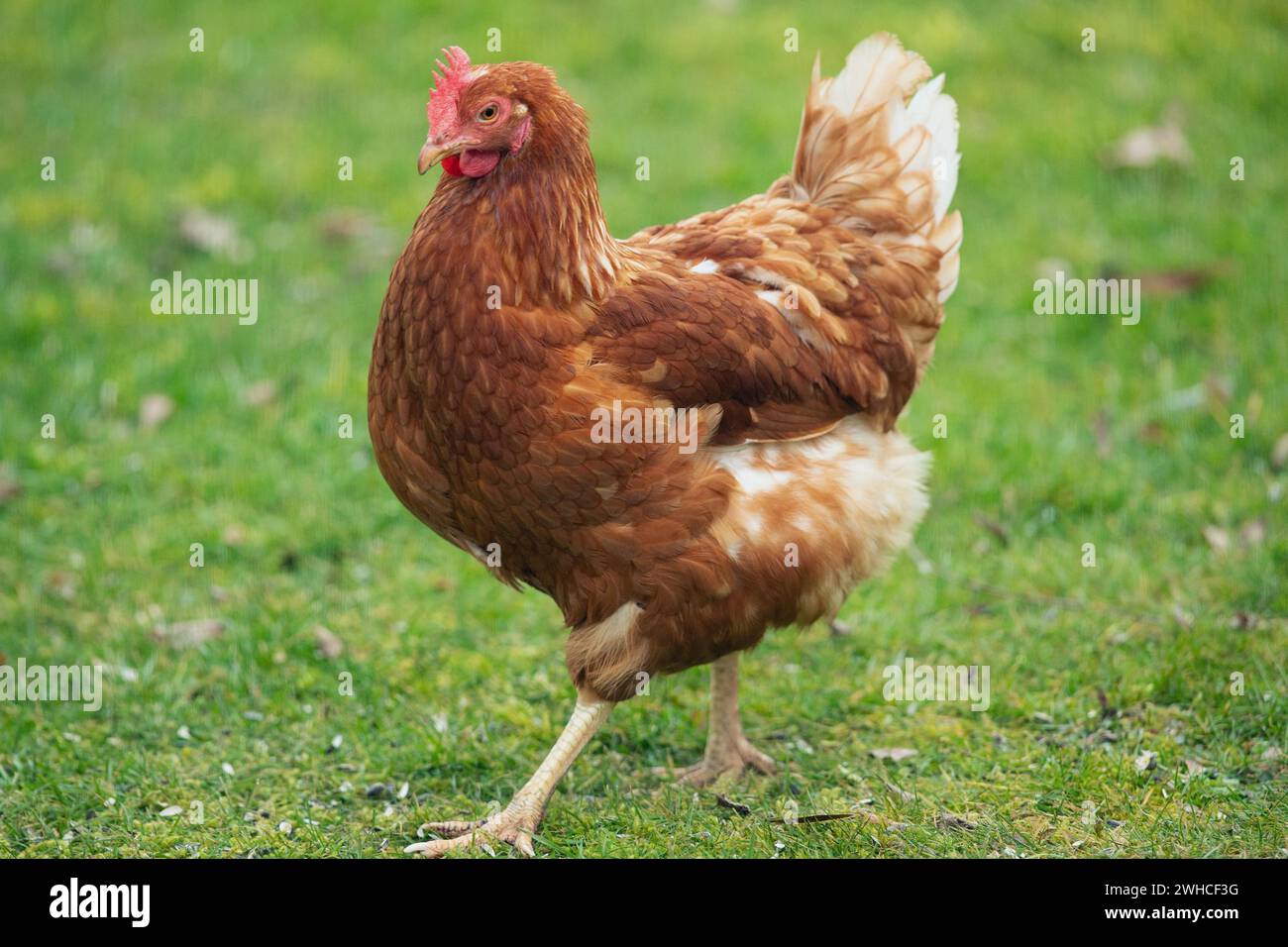 domestic-chicken-hen-female-standing-in-green-grass-looking-left-stock