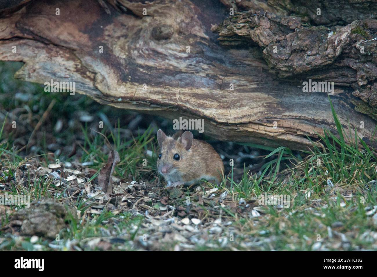 Wood mouse standing in green grass looking down in front of tree trunk Stock Photo