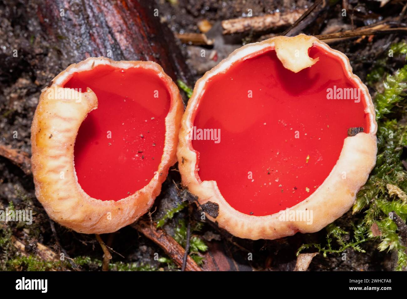 Austrian Goblet two red fruiting bodies next to each other Stock Photo