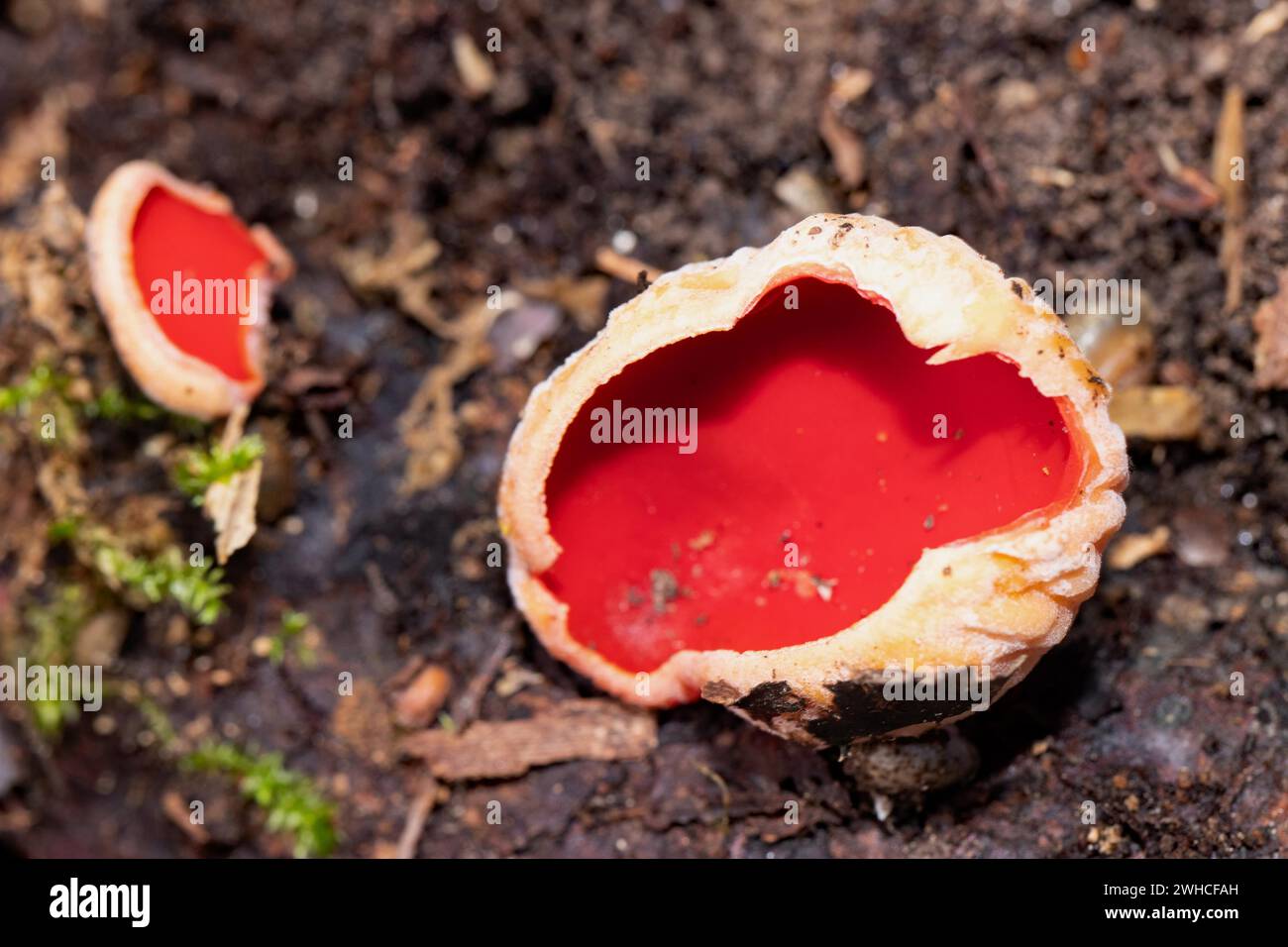 Austrian Goblet two red fruiting bodies next to each other on soil Stock Photo