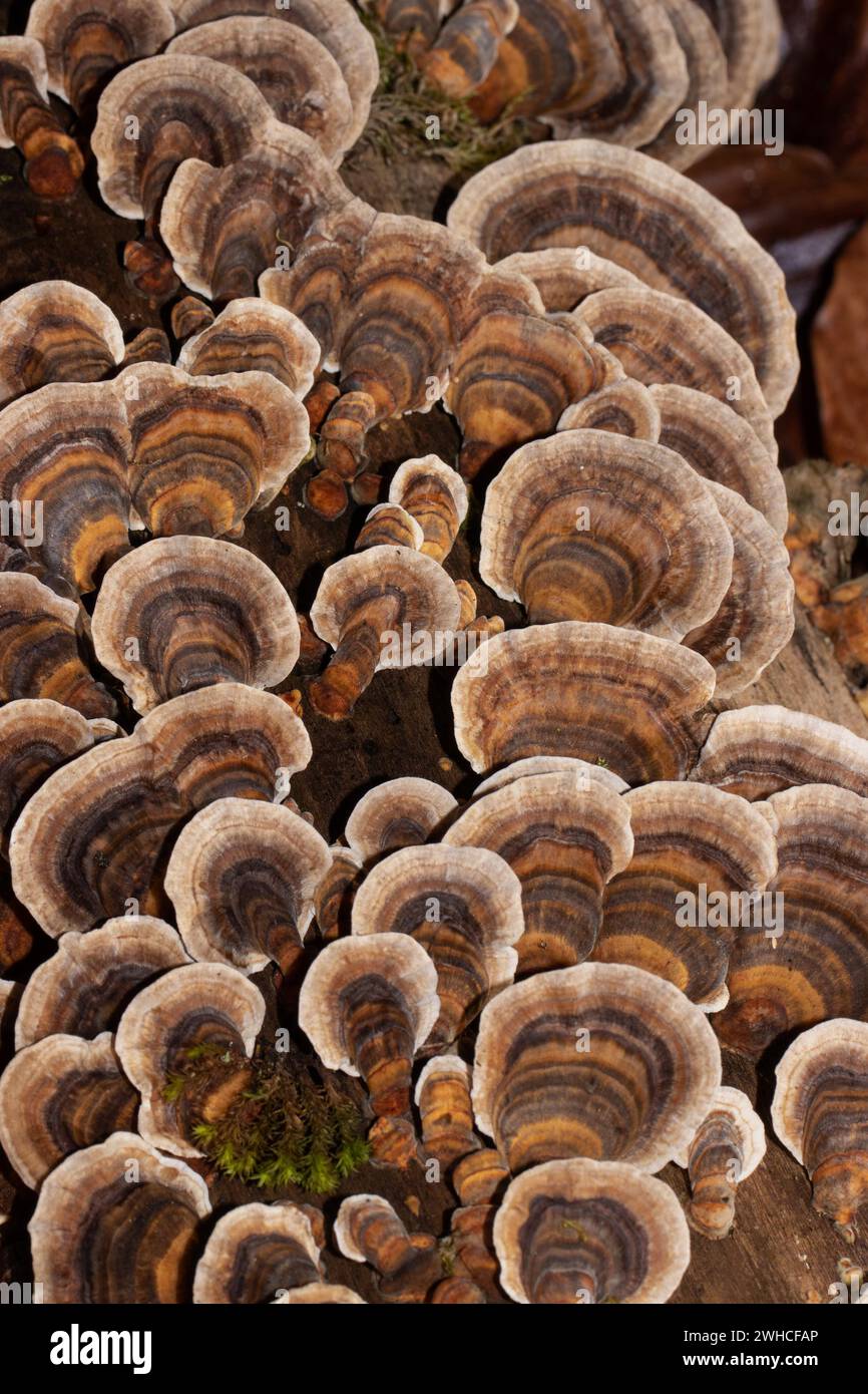 Butterfly stramete zonal white light brown and brown fruiting bodies next to each other on tree trunk Stock Photo