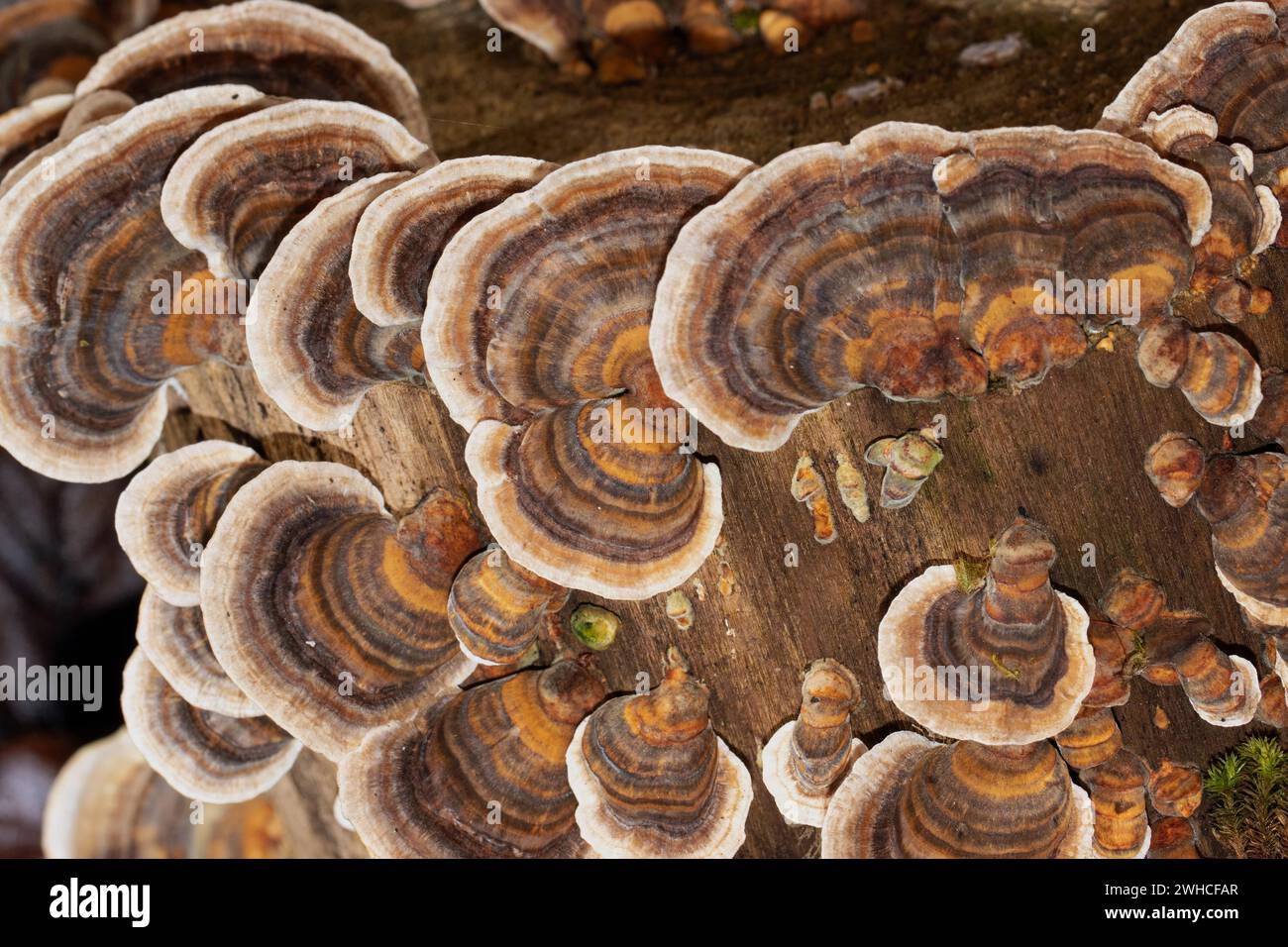 Butterfly stramete zonal white light brown and brown fruiting bodies next to each other on tree trunk Stock Photo