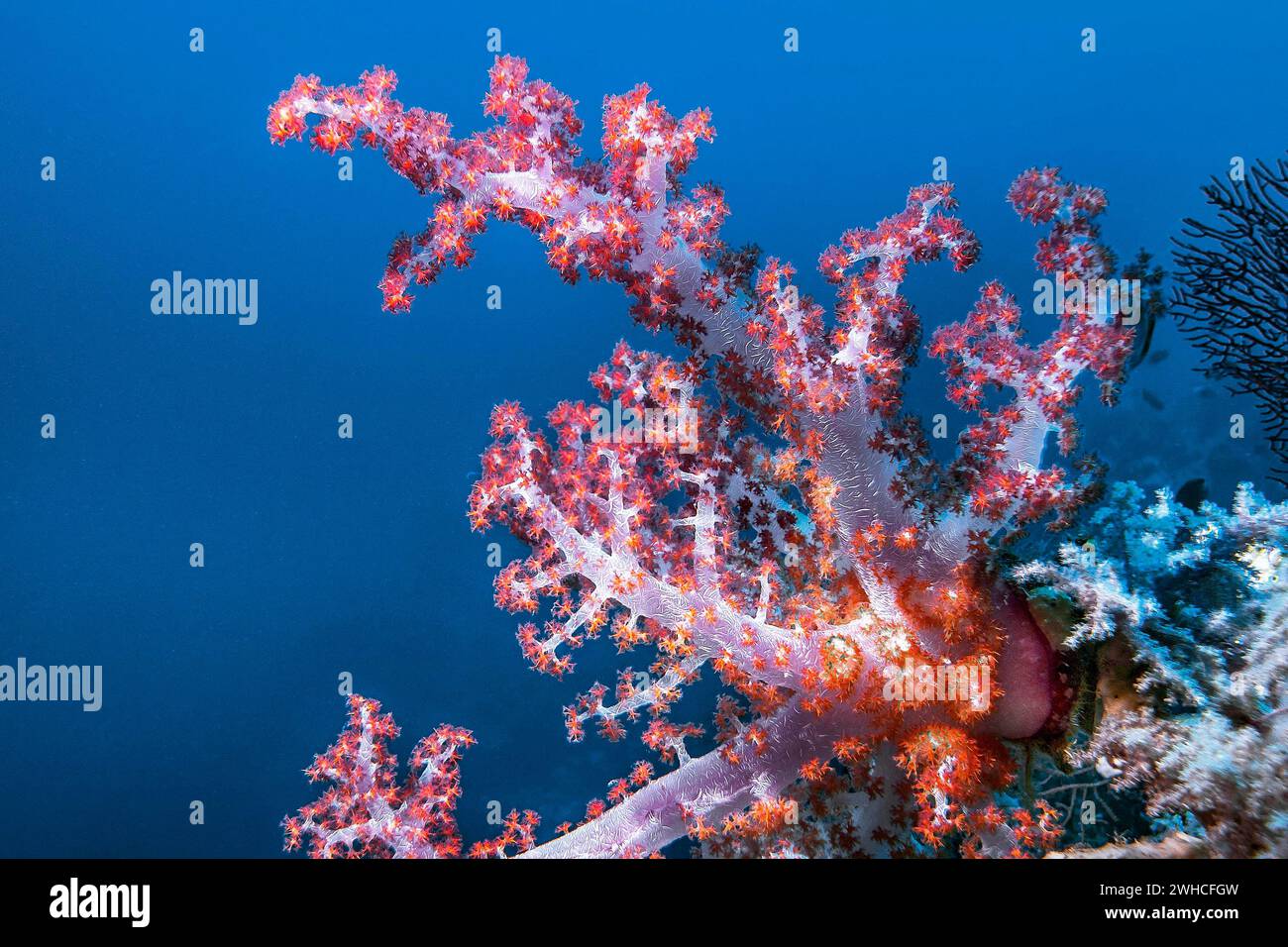 Soft coral, (Nephtya sp), Wakatobi Dive Resort, Sulawesi, Indonesia Stock Photo