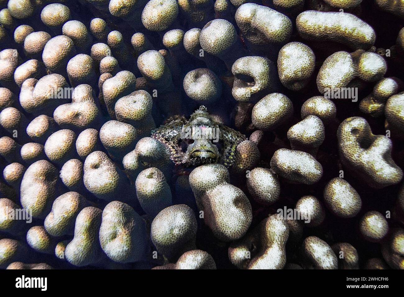 Papuan scorpionfish, (Scorpaenopsis papuensis), in stony coral (Montastrea annularis), Wakatobi Dive Resort, Sulawesi, Indonesia Stock Photo