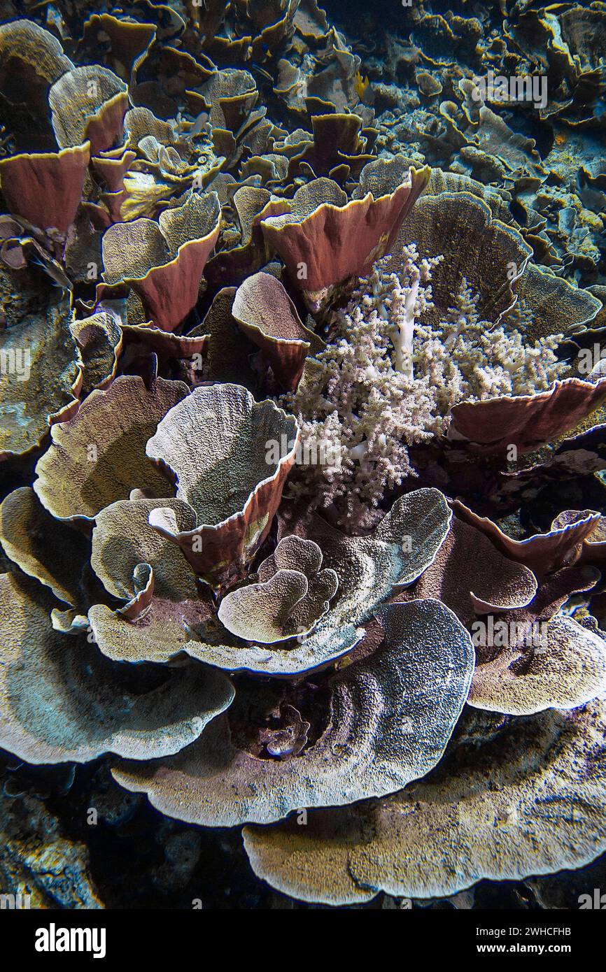 Small polyp stony coral, (Montipora mactanensis), and soft coral, Wakatobi Dive Resort, Sulawesi, Indonesia Stock Photo