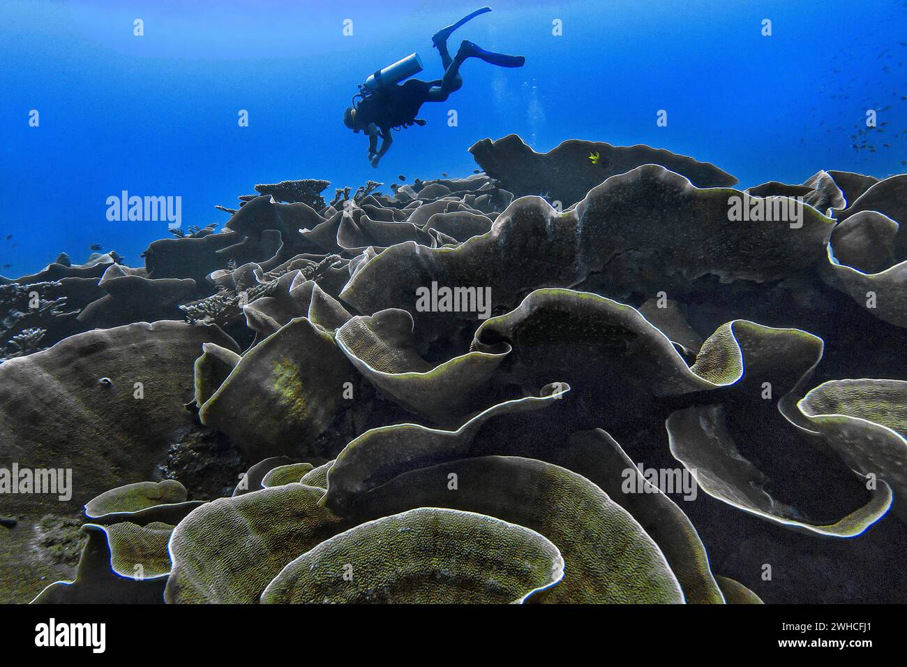 Small polyp stony coral, (Montipora mactanensis), with diver, Wakatobi Dive Resort, Sulawesi, Indonesia Stock Photo