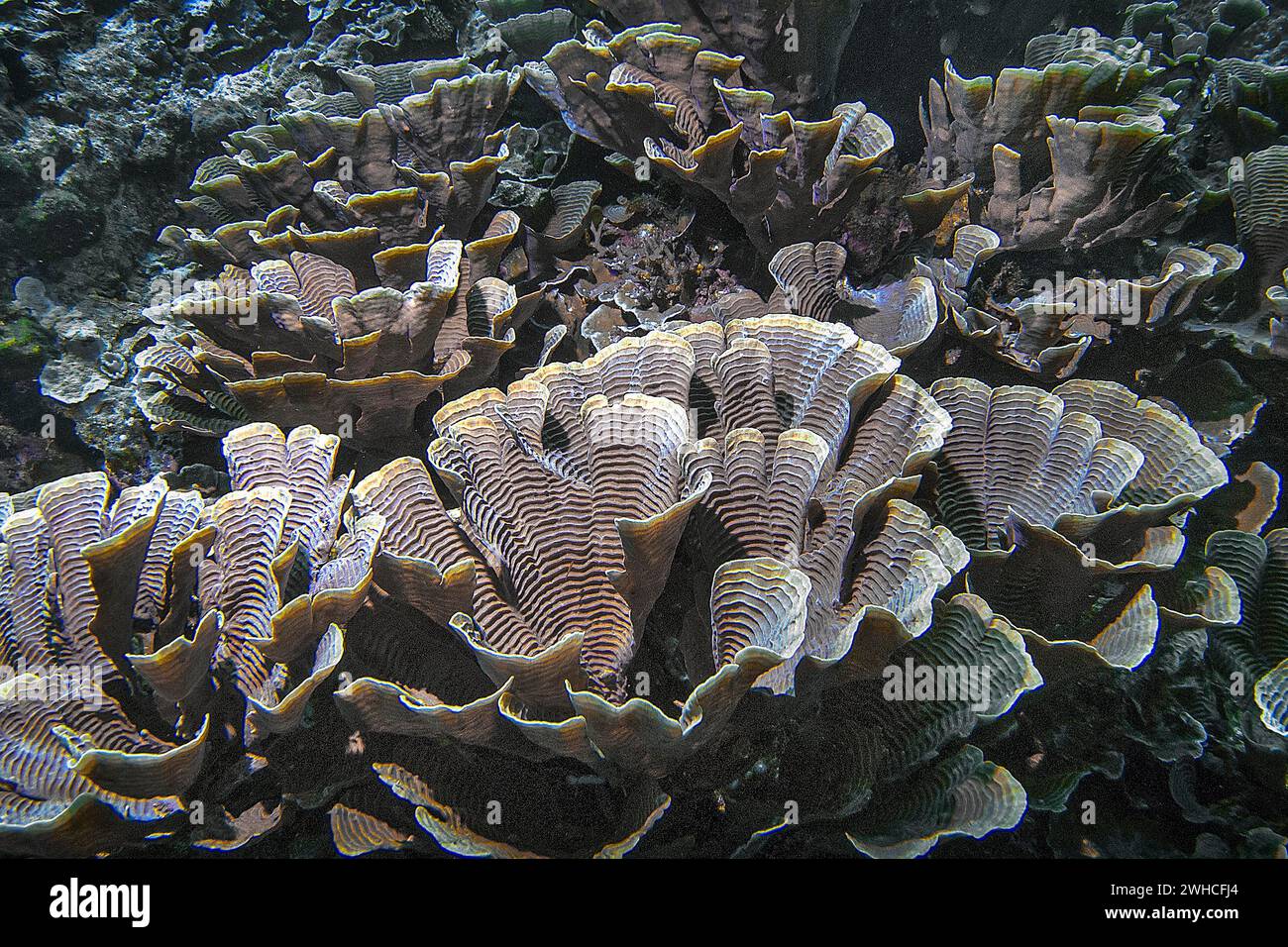 Stony coral (Pachyseris foliosa), Wakatobi Dive Resort, Sulawesi, Indonesia Stock Photo