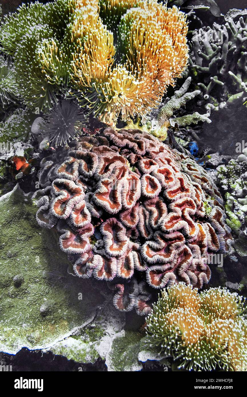 Smooth flower coral (Eusmilia fastigiata), Wakatobi Dive Resort, Sulawesi, Indonesia Stock Photo