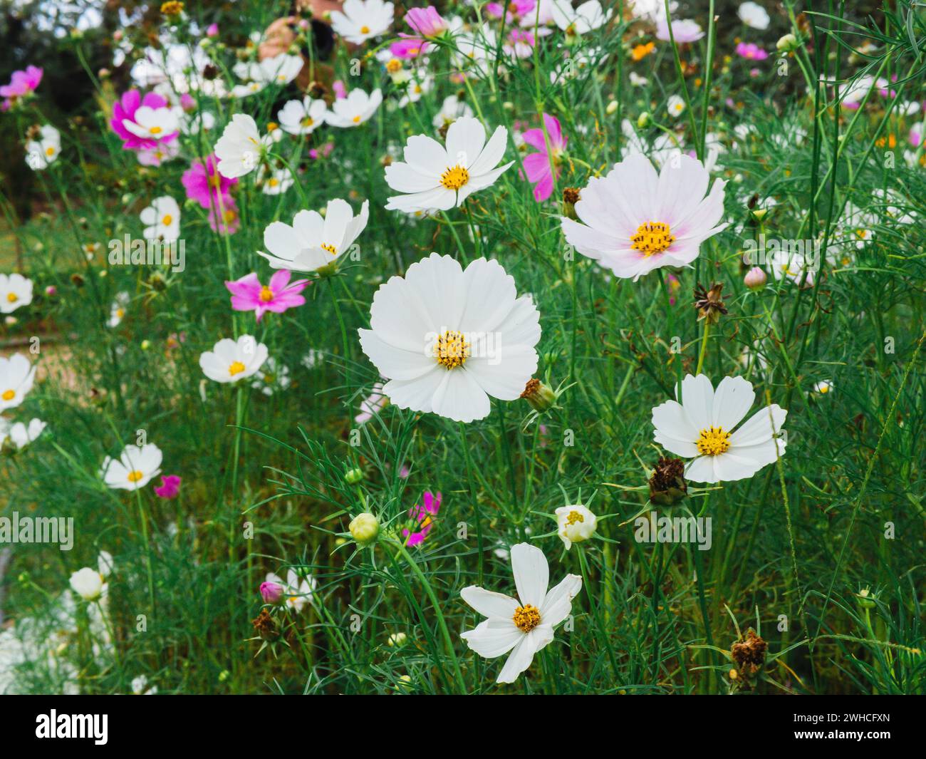 Spring Cosmos Beautiful cosmos flowers blooming in garden. Colorful cosmos flowers in ...