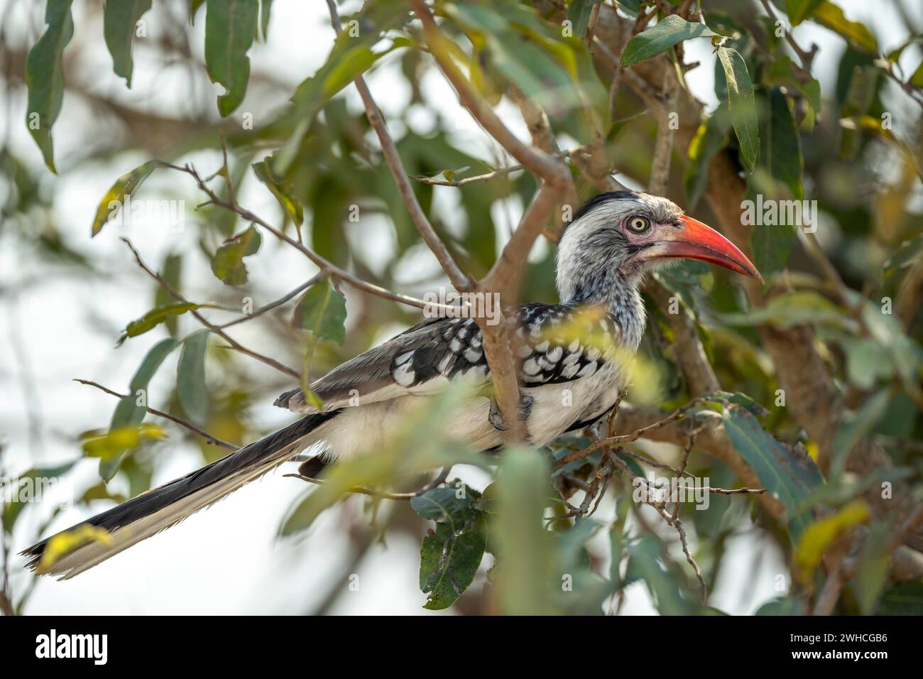 hires stock photography and images Alamy