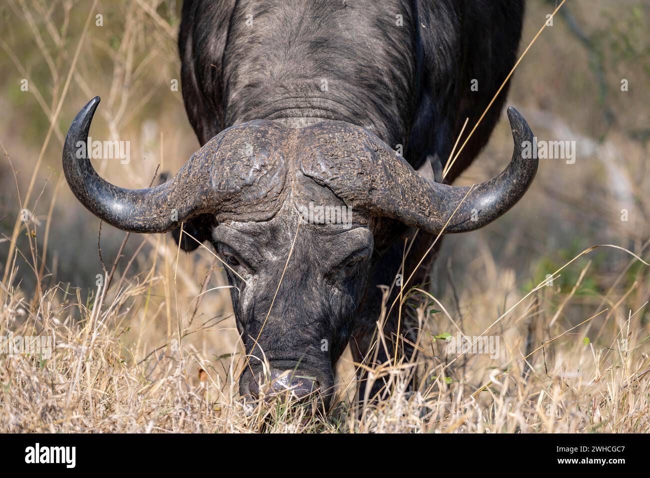 African buffalo (Syncerus caffer caffer) grazing, head shot, Kruger National Park, South Africa Stock Photo