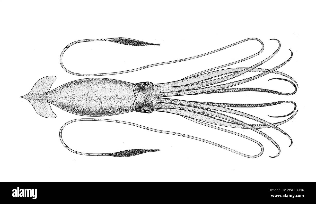 Giant Squid Illustration Giant Squid Swimming Under Water With Light