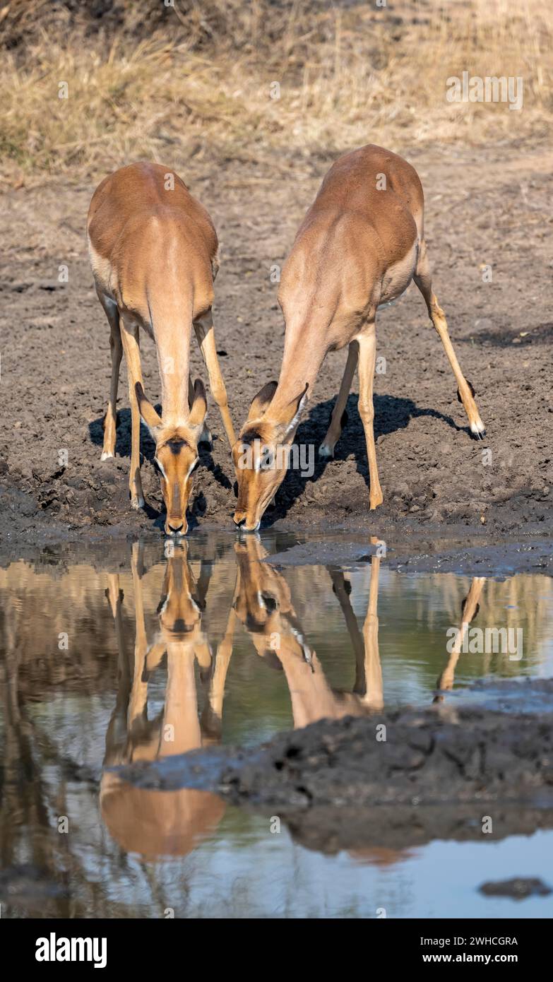 Two impalas (Aepyceros melampus) drinking at a natural waterhole, female, heads close together, Black Heeler Antelope, Kruger National Park, South Stock Photo